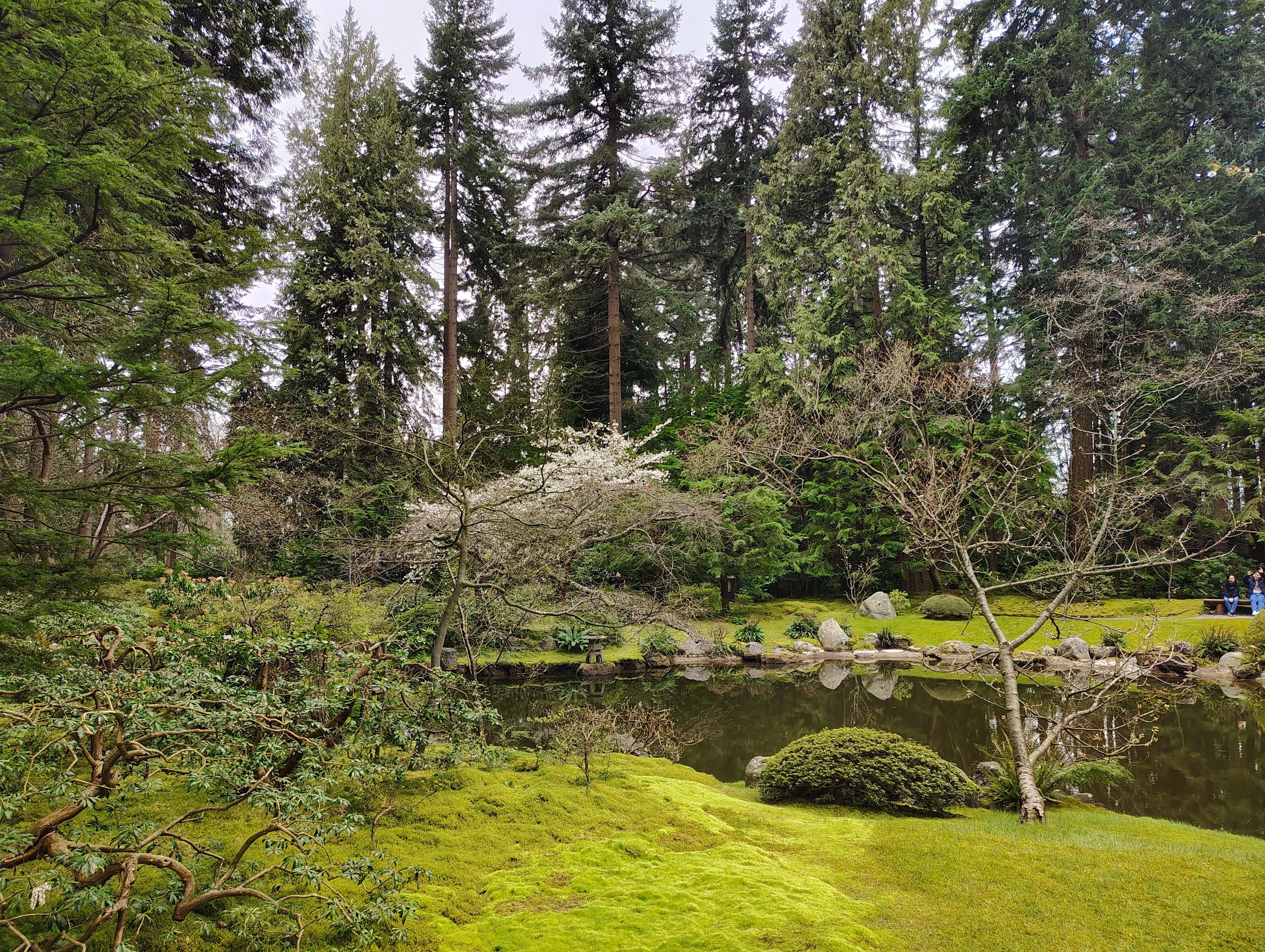 a serene setting with a pond, moss, and tall trees in the background