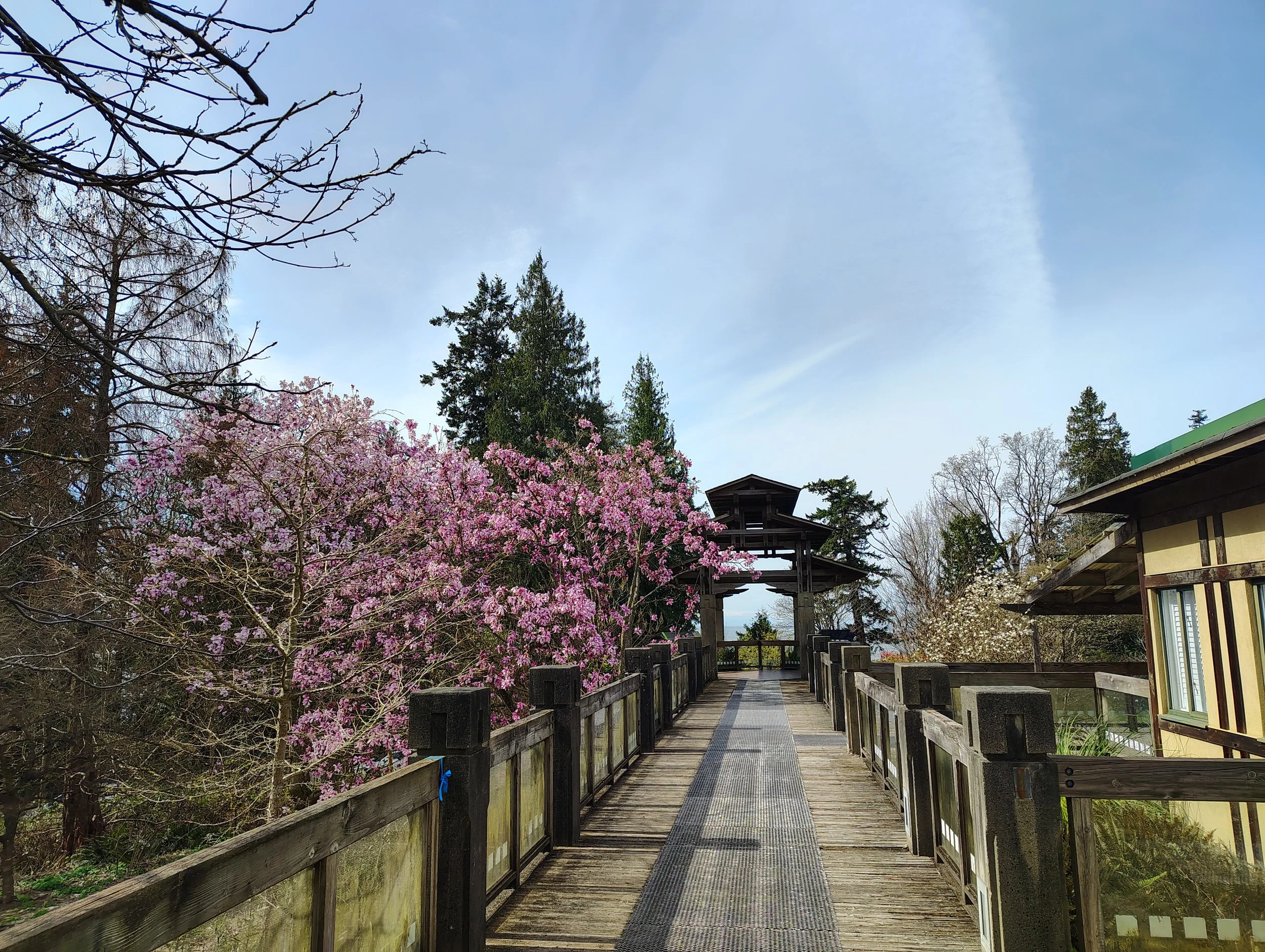 A pathways leads to an pagoda, cherry blossom and other trees are on both sides.
