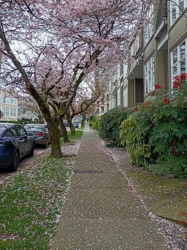 Sidewalk lined with cherry blossom trees. Leaves scatter the ground.