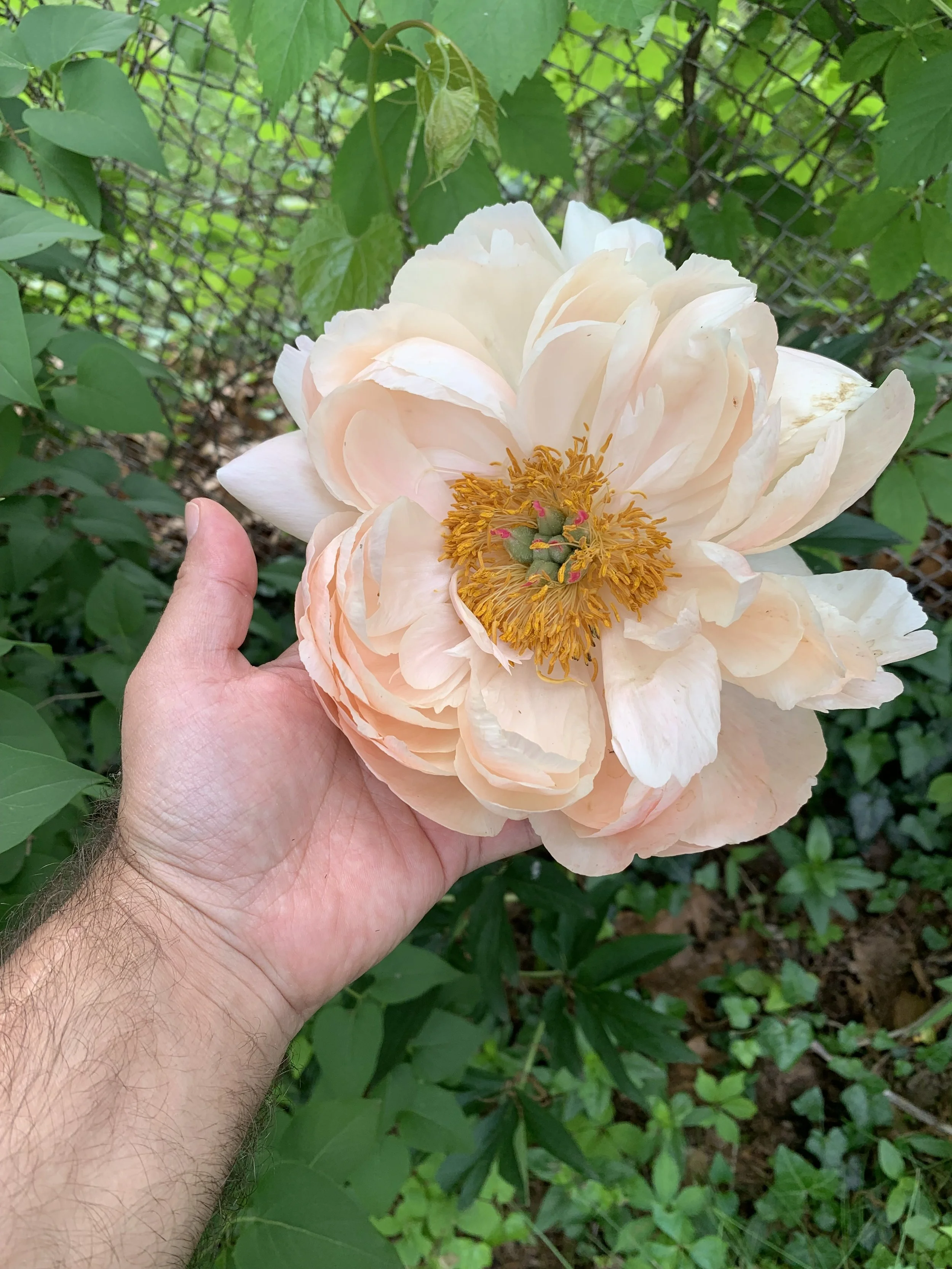 A person holding a large, pale pink peony flower with yellow stamens in a garden with green leaves and a chain-link fence in the background.