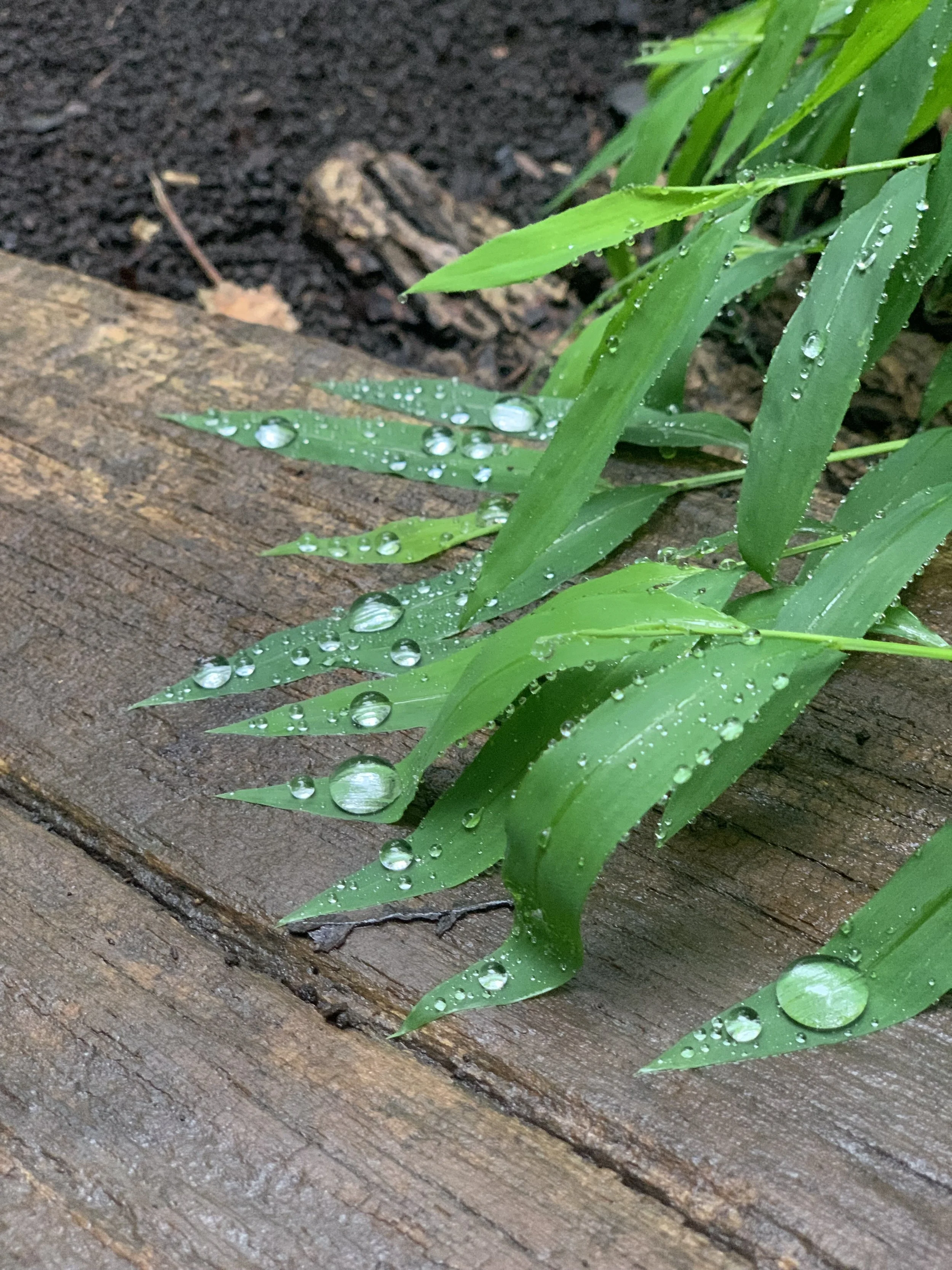 Close-up of green leaves with water droplets on a wooden surface, with soil and some bark in the background.