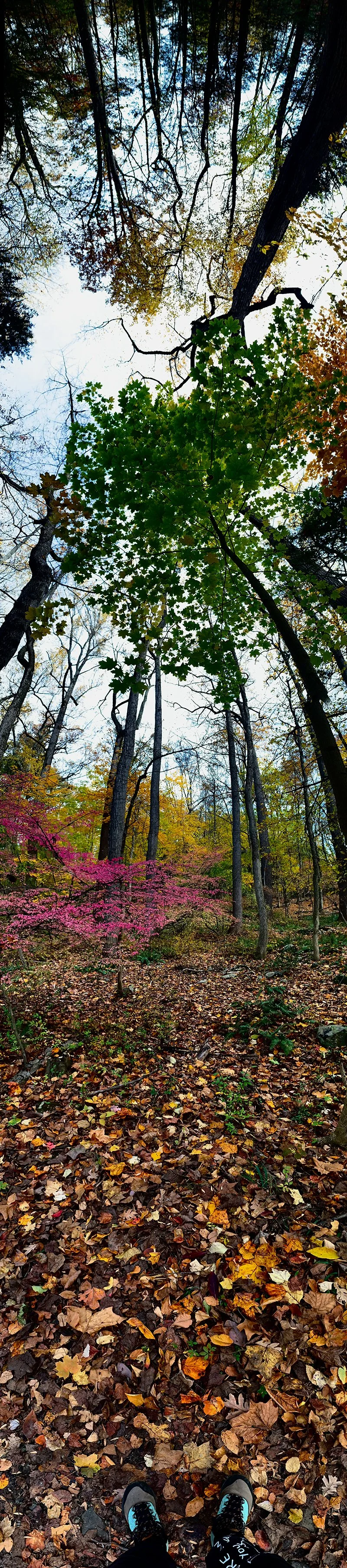 Tall trees with green and yellow leaves in a forest, fallen leaves on the ground, and a person’s feet in black shoes in the foreground.