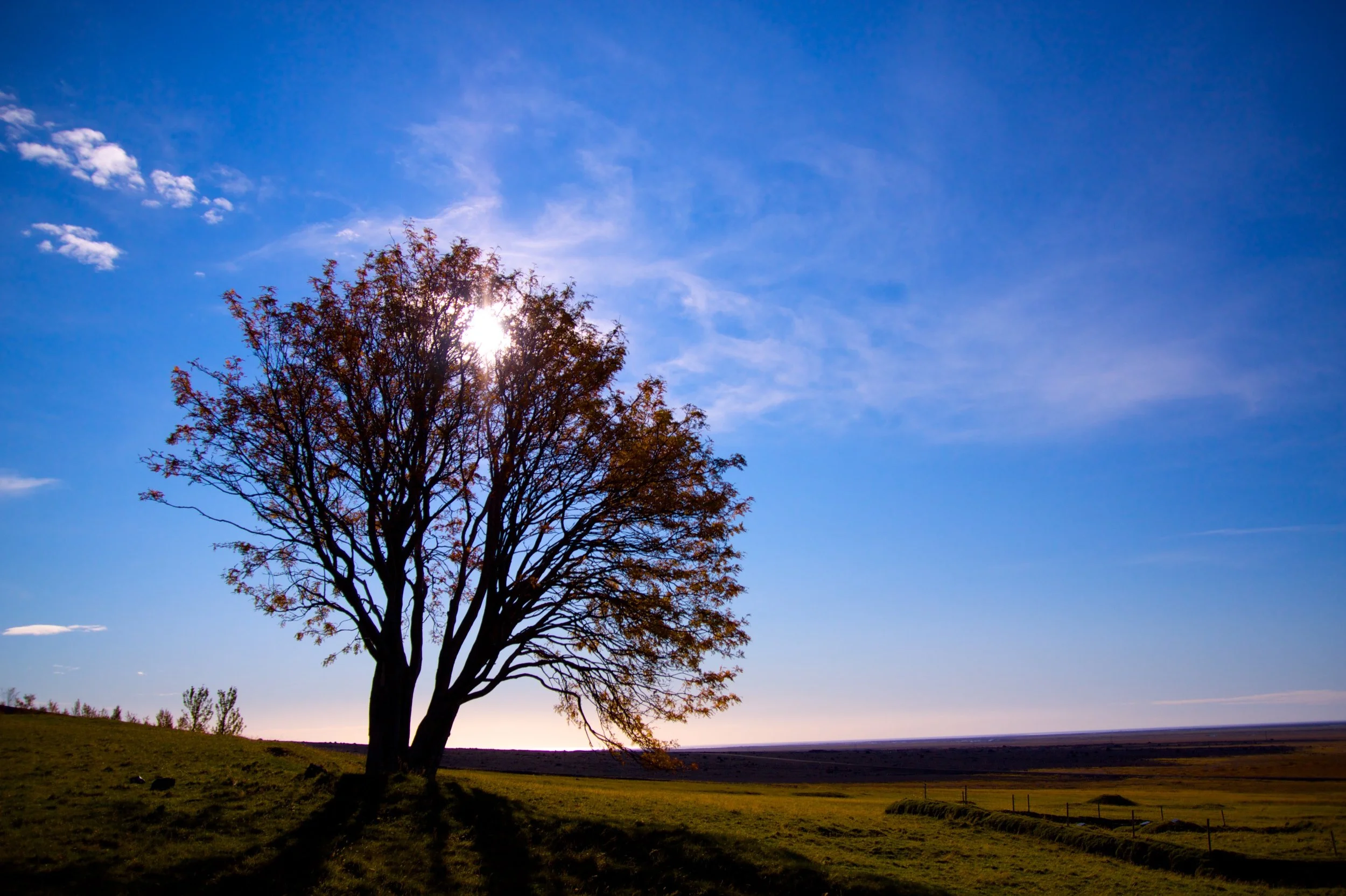 Single tree with sparse leaves standing in open grassy field under blue sky with some clouds, sunlight shining through branches.