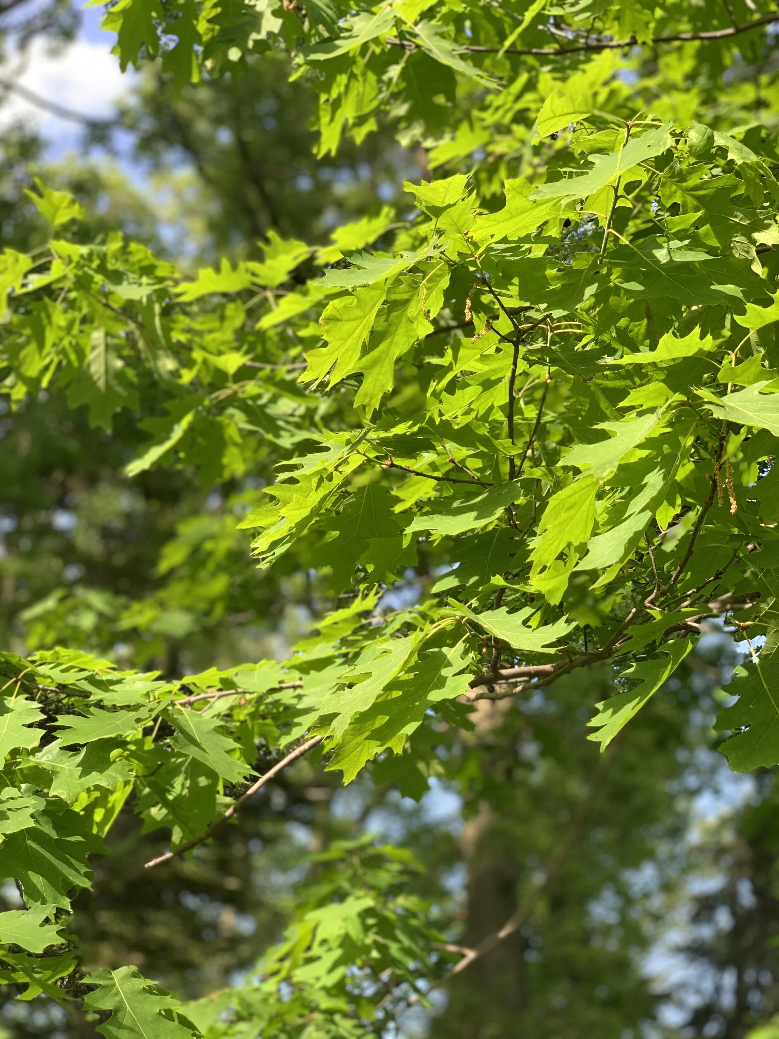 Close-up of bright green oak leaves on a tree with sunlight filtering through, with a blurred background of other trees and blue sky.