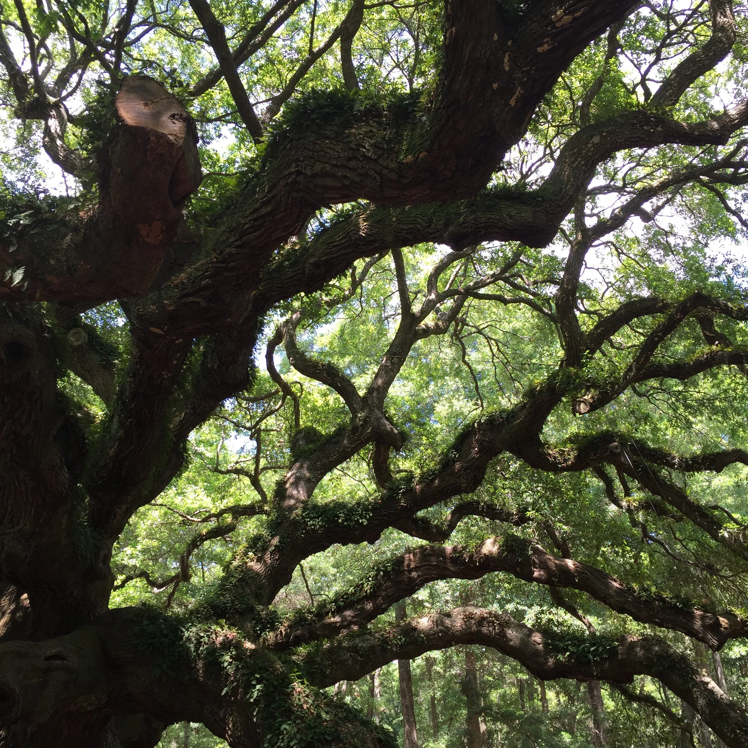 A massive, gnarled tree with twisting branches and lush green leaves, set in a forest with sunlight filtering through.
