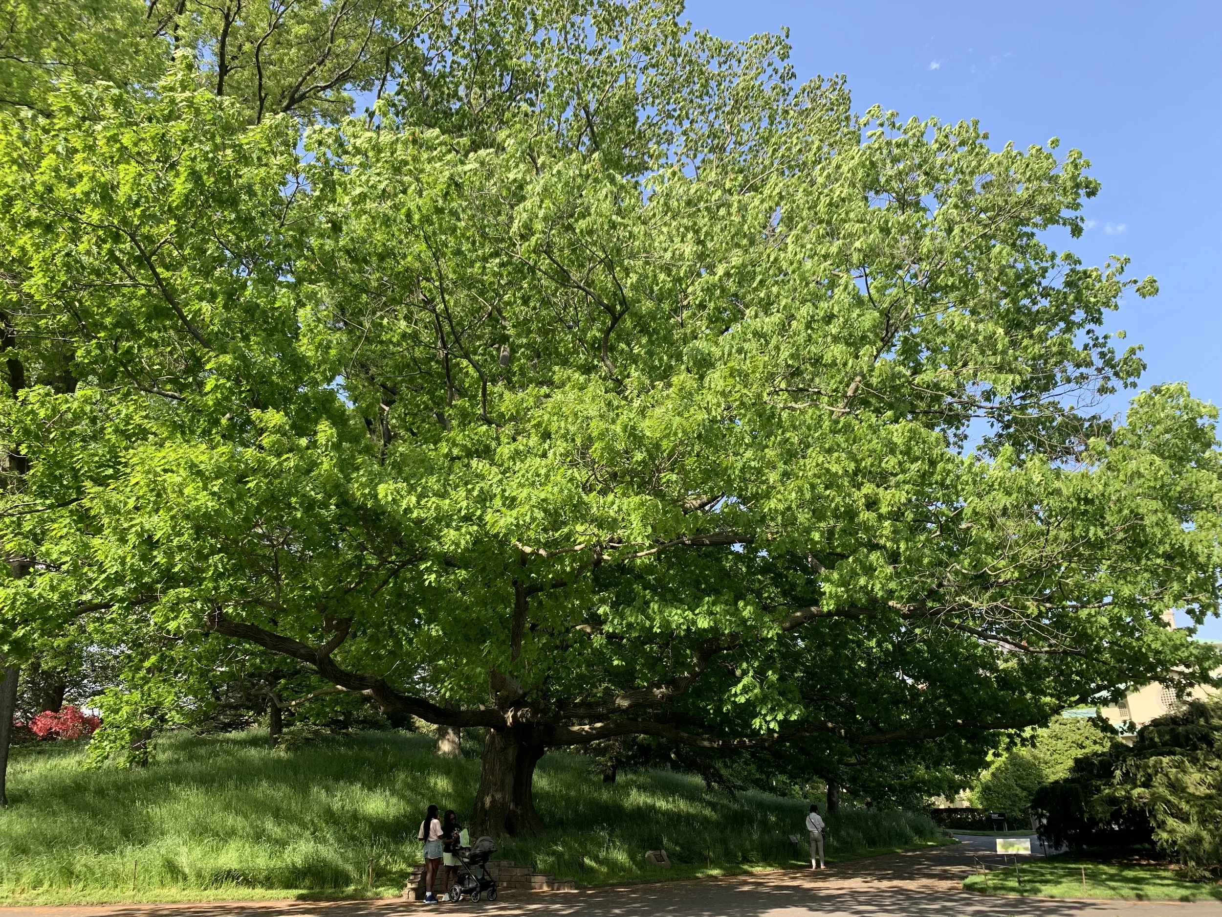 Large leafy green tree in a park with a few people walking and sitting nearby under the tree on a sunny day.