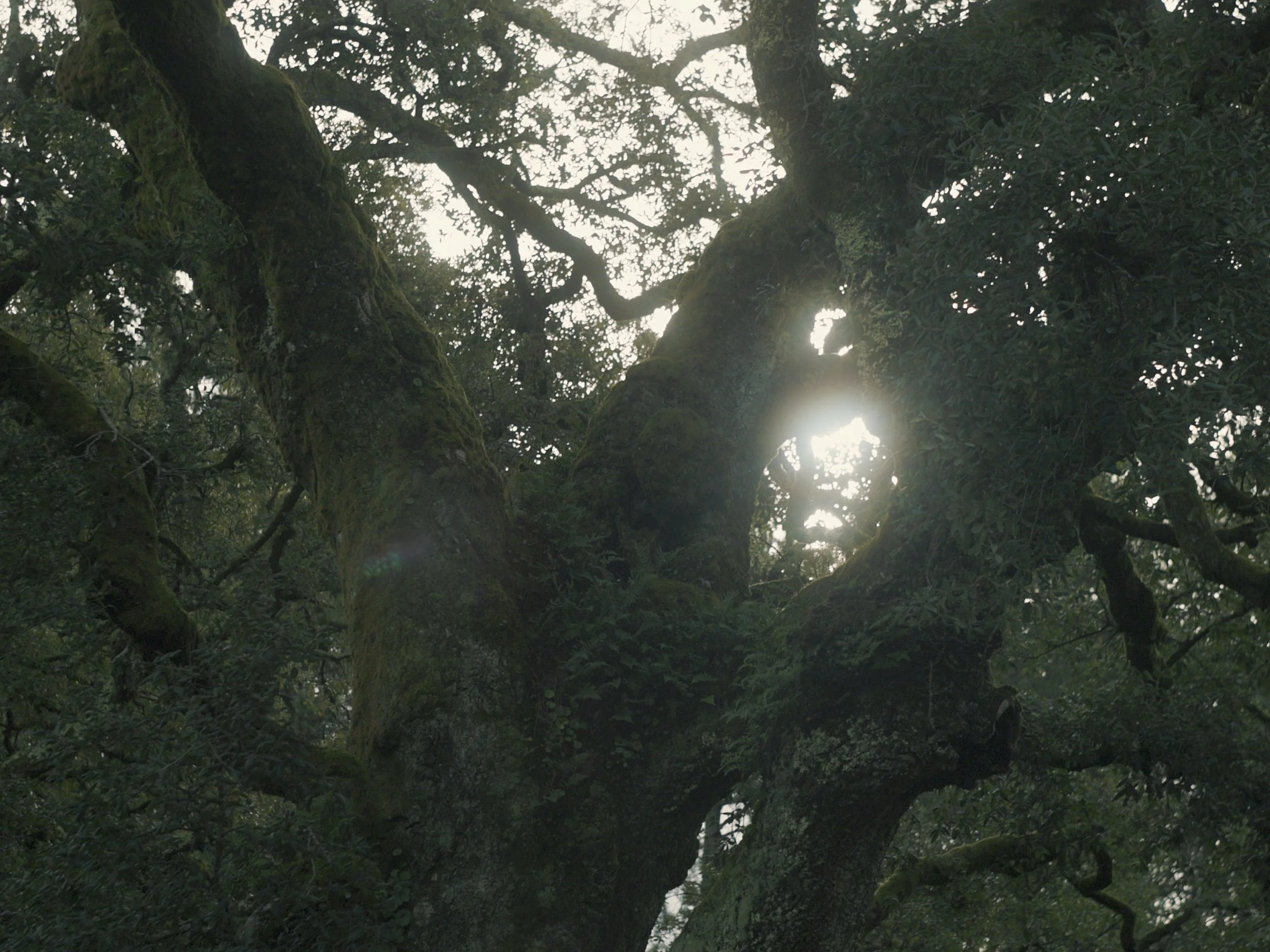 still 2025-11-09 164538_1.105.1.jpg