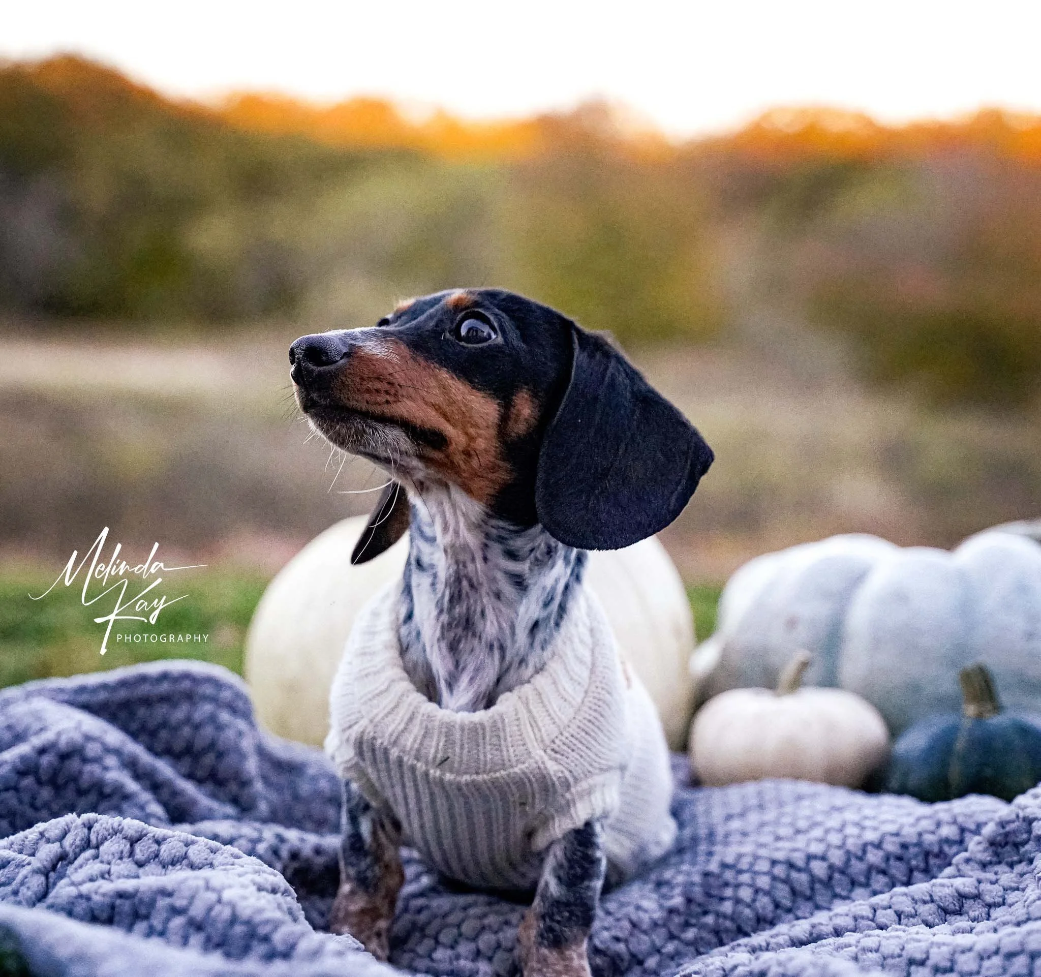 A dog with black and brown fur and large floppy ears, wearing a white knitted sweater, sitting on a purple blanket outdoors with pumpkins around, during sunset.