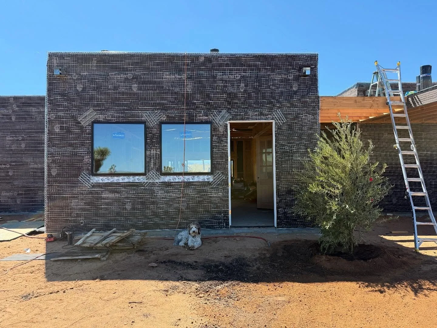 some days we get to plant a tree 🌳