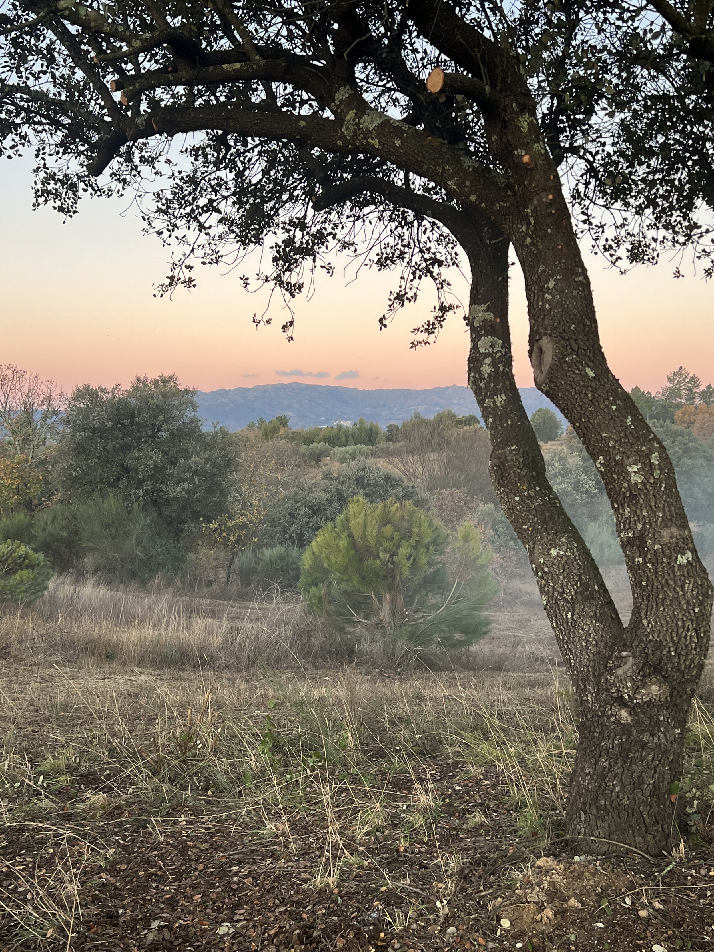 A Portugal landscape with a large, twisted tree in the foreground, other trees and bushes, and mountain ranges in the distance, during sunset.