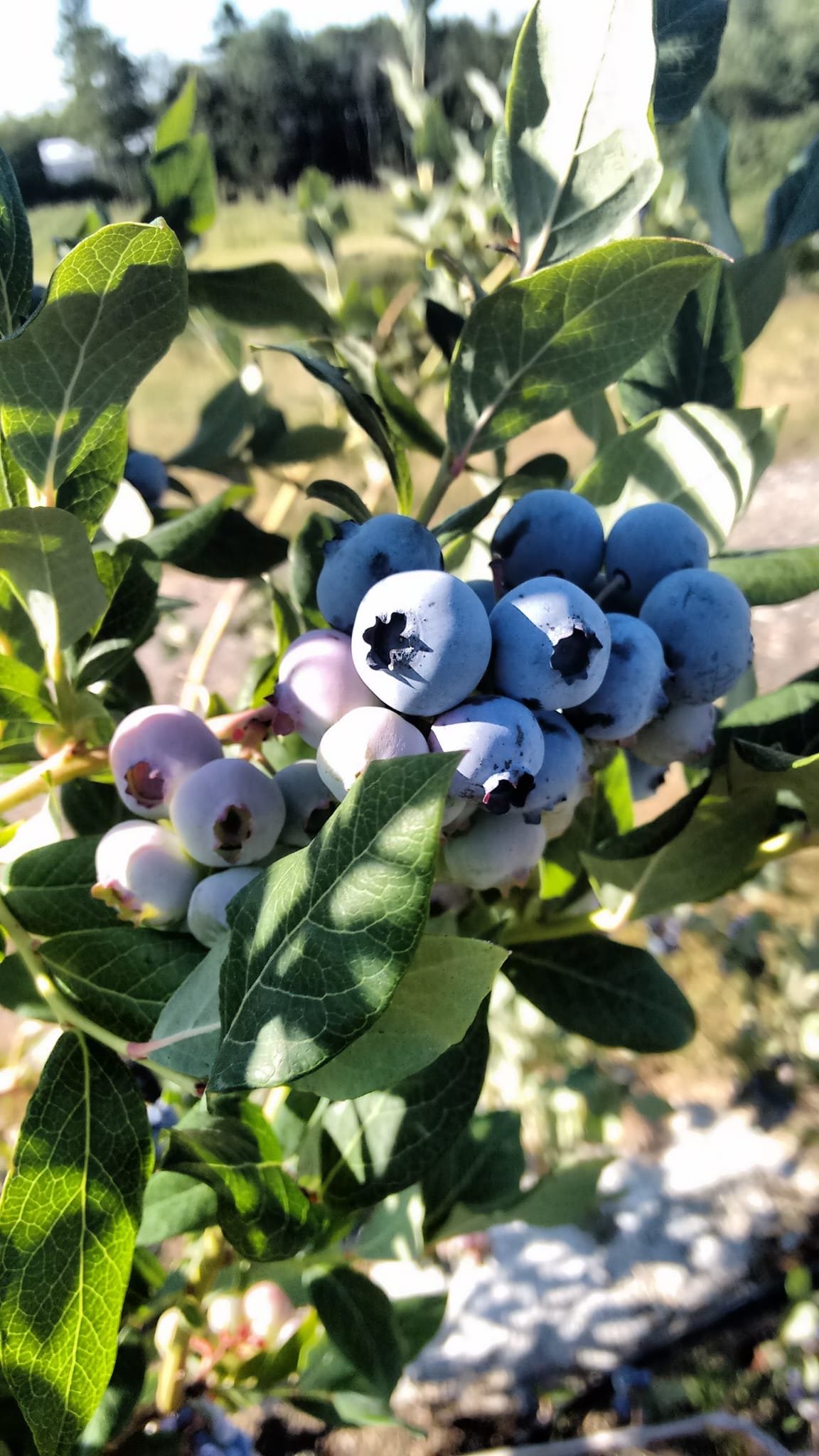 WhatsApp Image 2026-01-20 at 13.50.07.jpeg