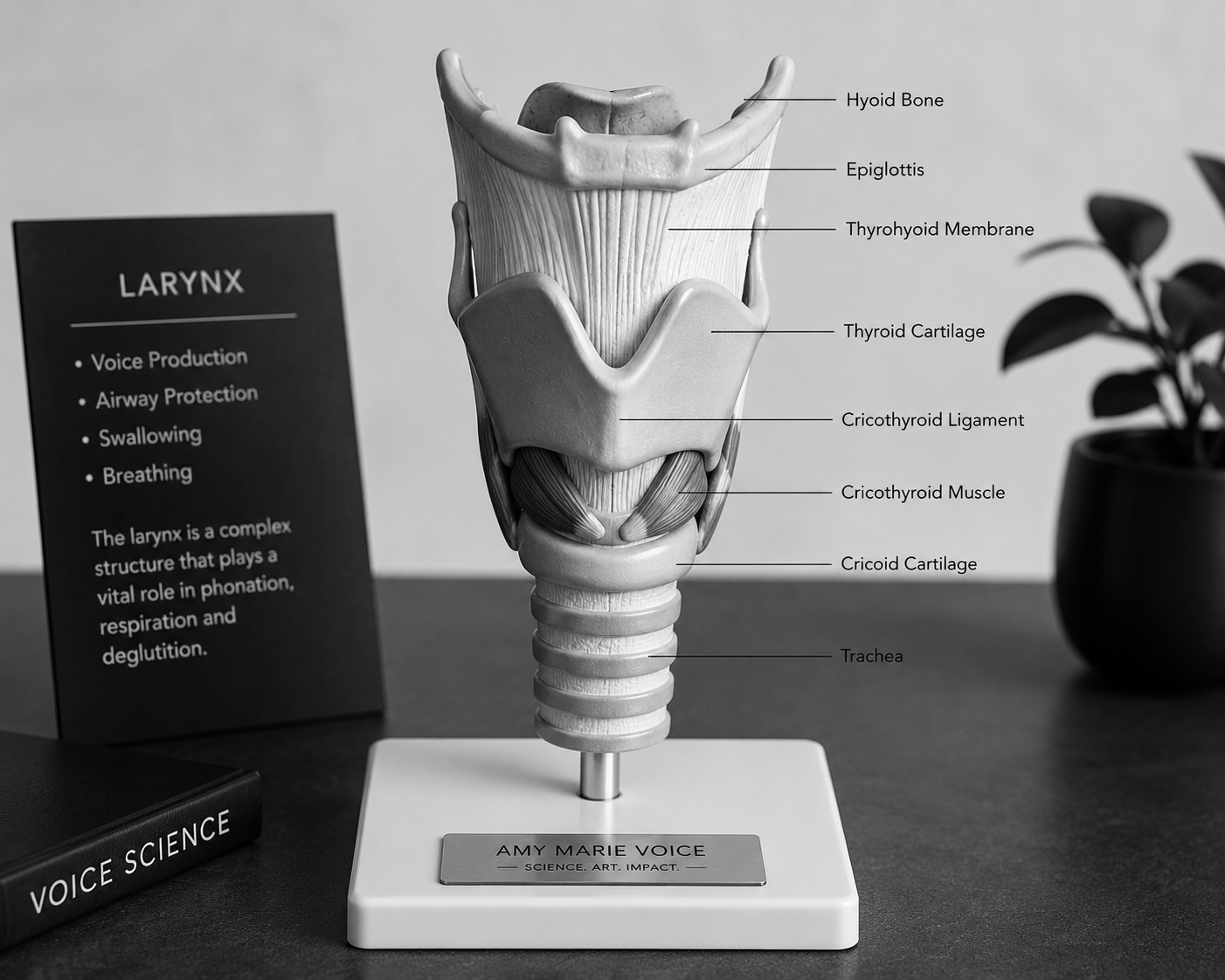 Anatomical larynx model showing structures involved in voice, breathing and swallowing.