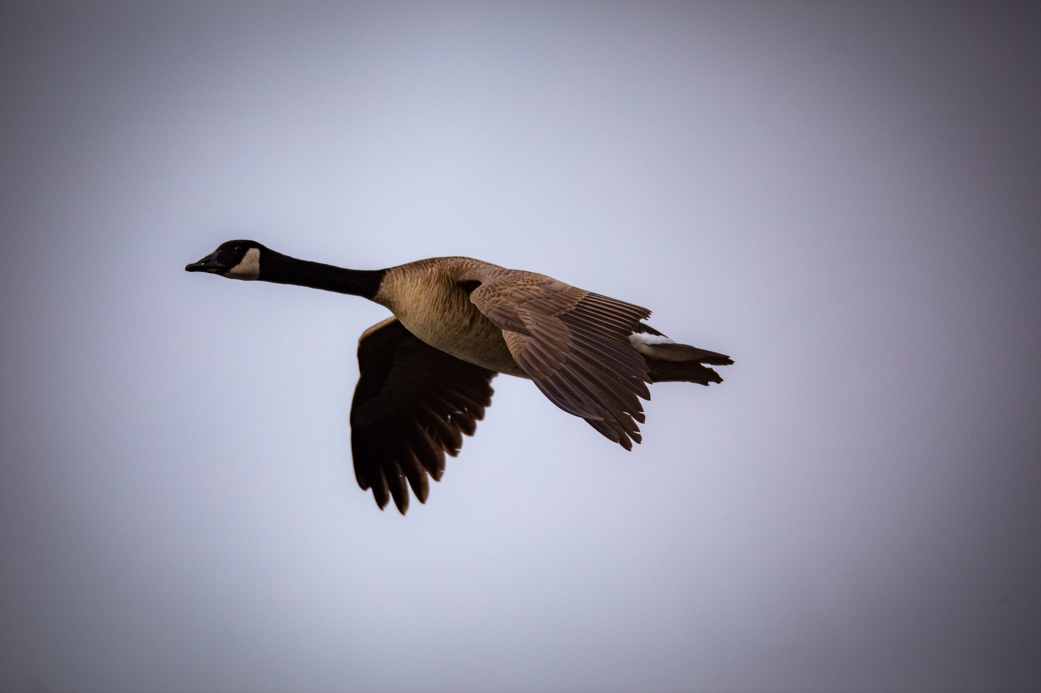 BPitmanPhotoSM-140 - Copy.jpg