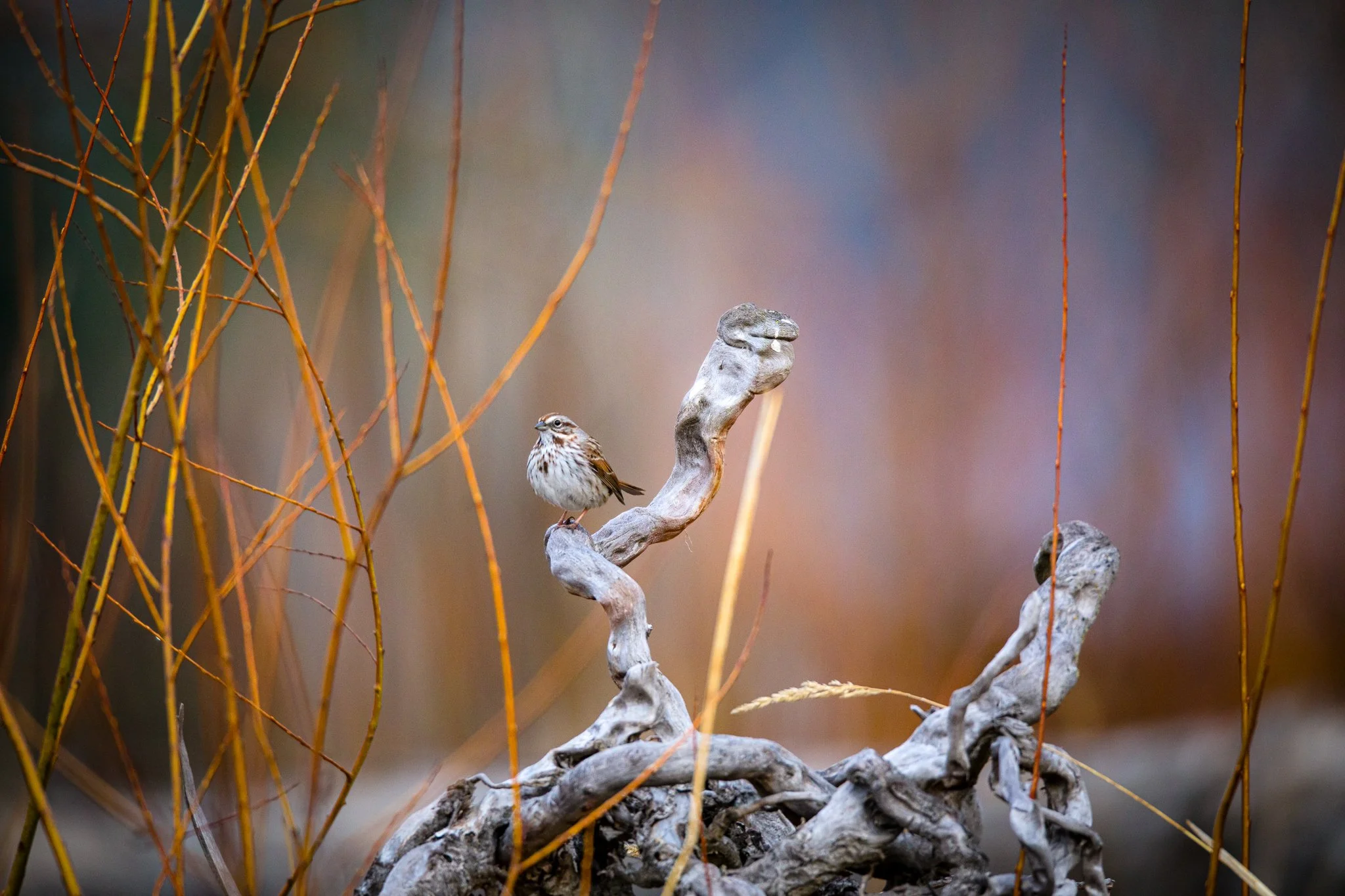 BPitmanPhotoSM-139 - Copy.jpg