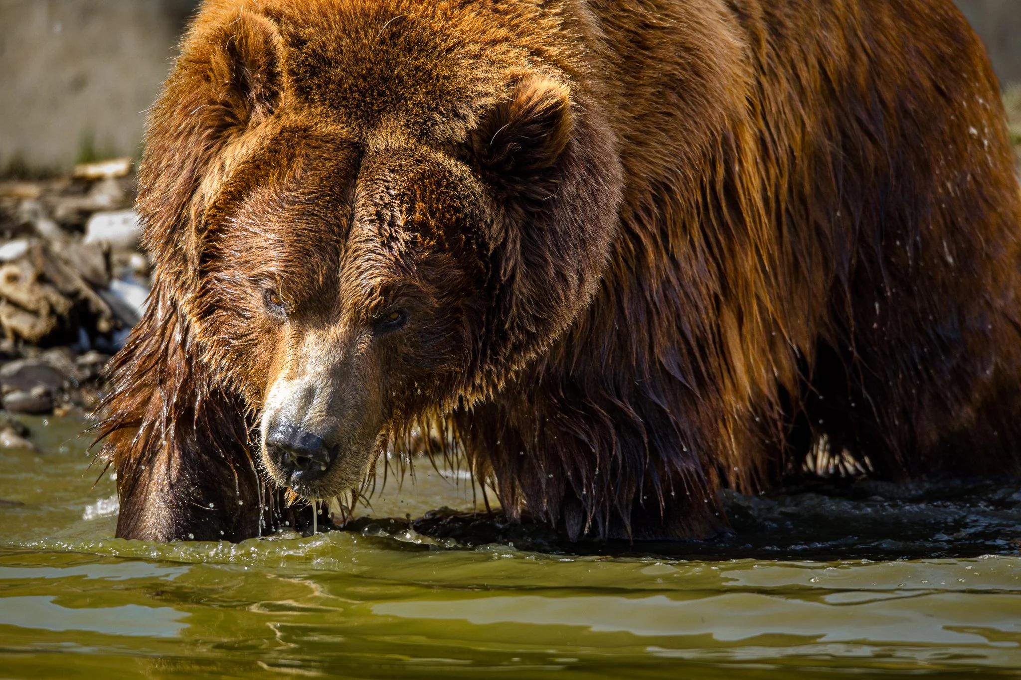 BPitmanPhotoSM-155 - Copy.jpg