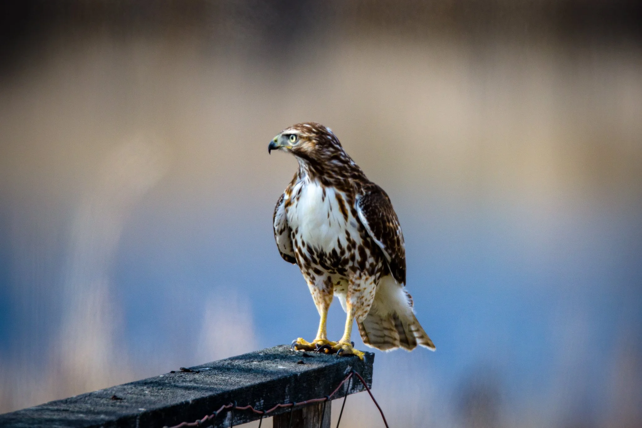 BPitmanPhotoSM-147 - Copy.jpg