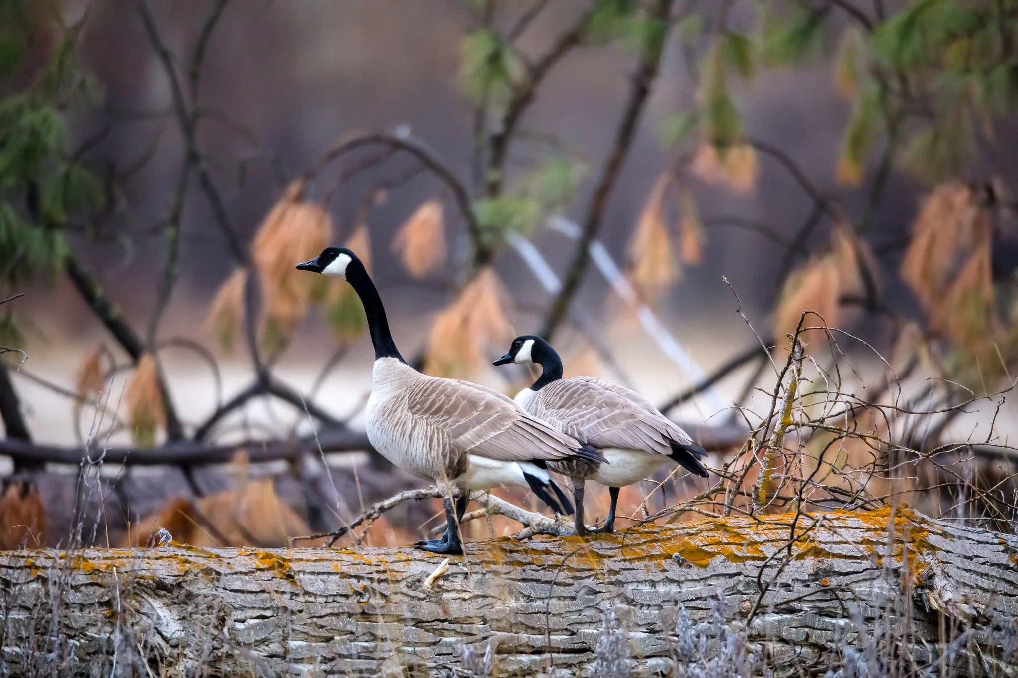 BPitmanPhotoSM-135 - Copy.jpg