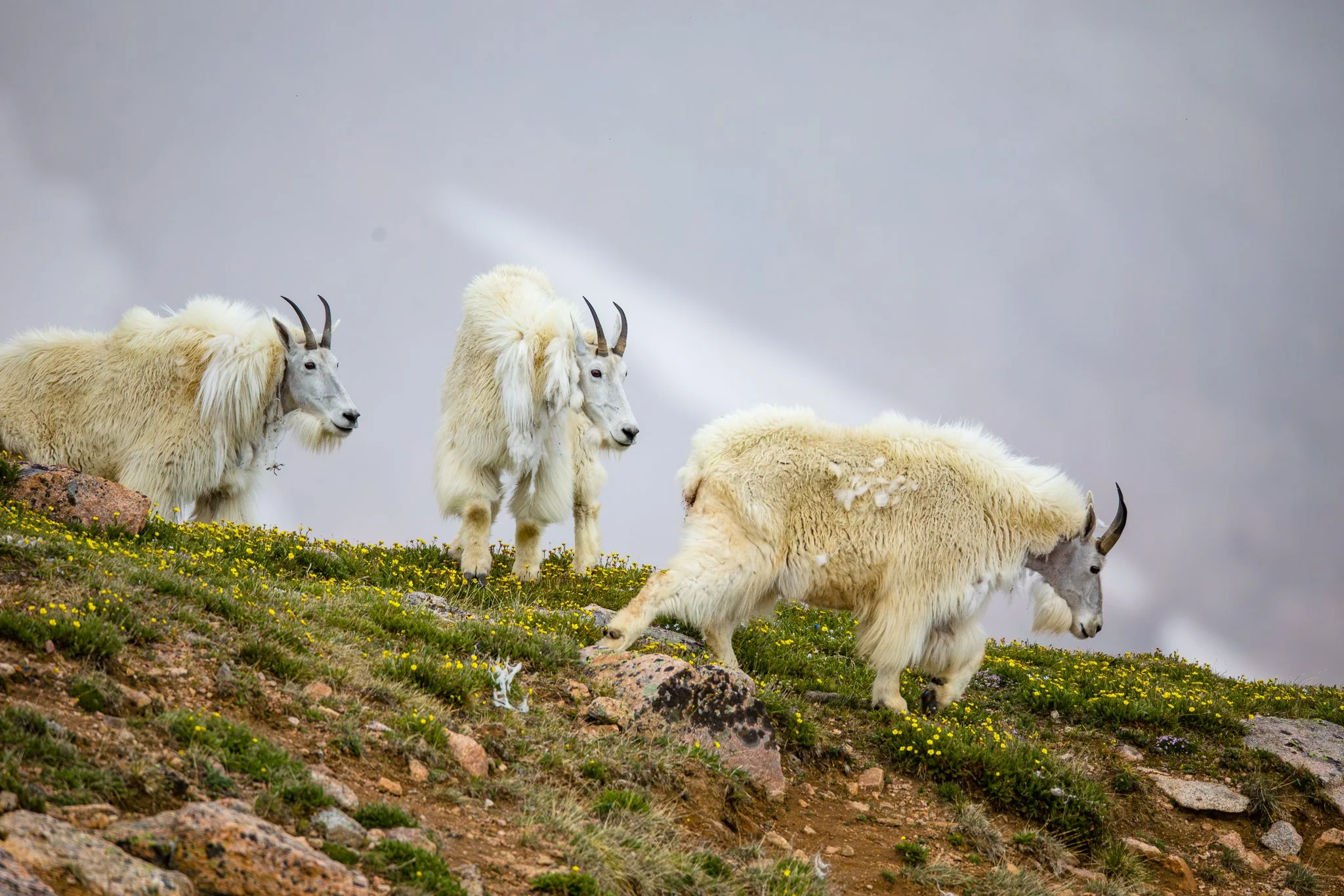 BPitmanPhotoSM-175 - Copy.jpg