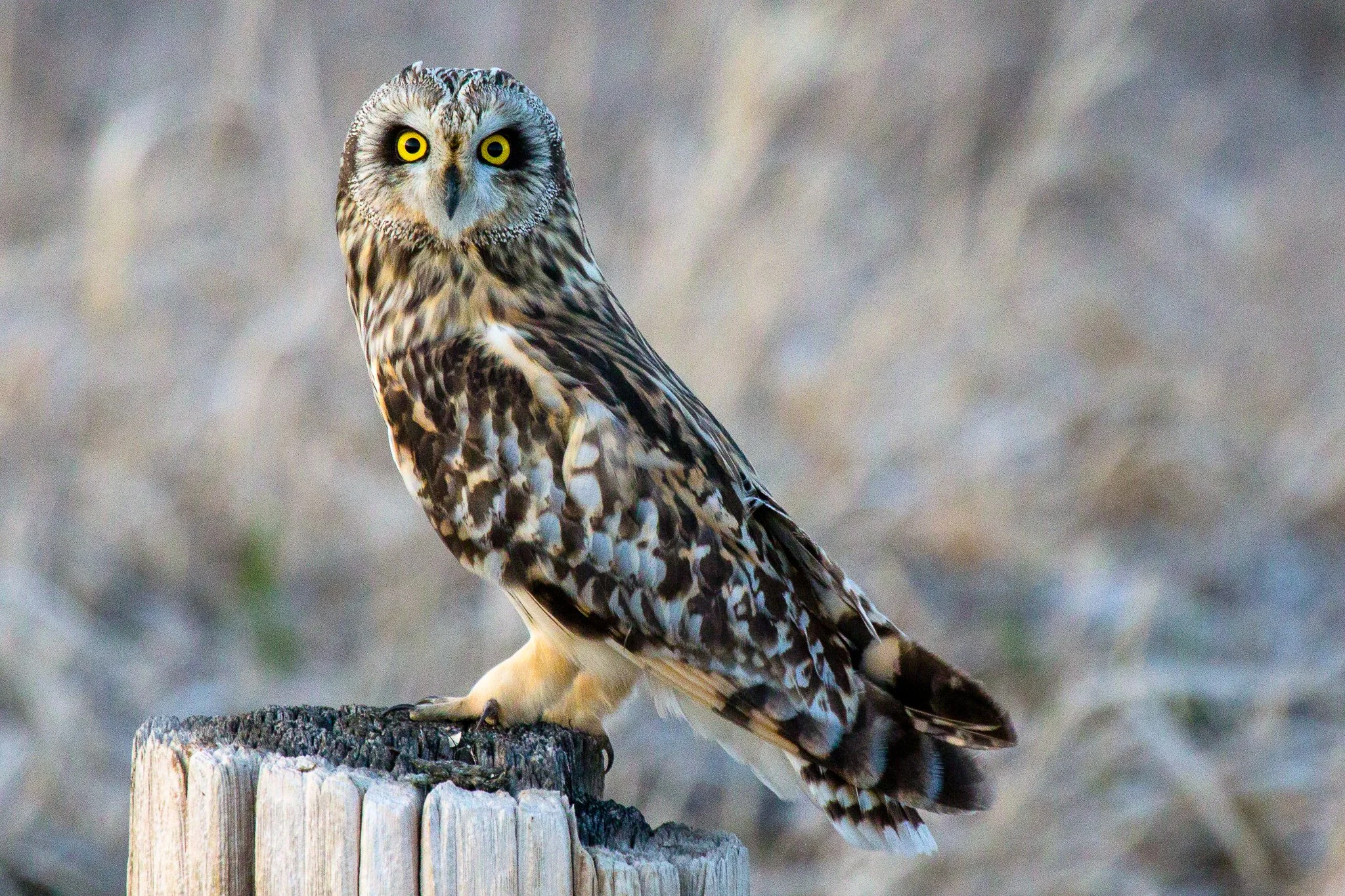 BPitmanPhotoSM-134 - Copy.jpg