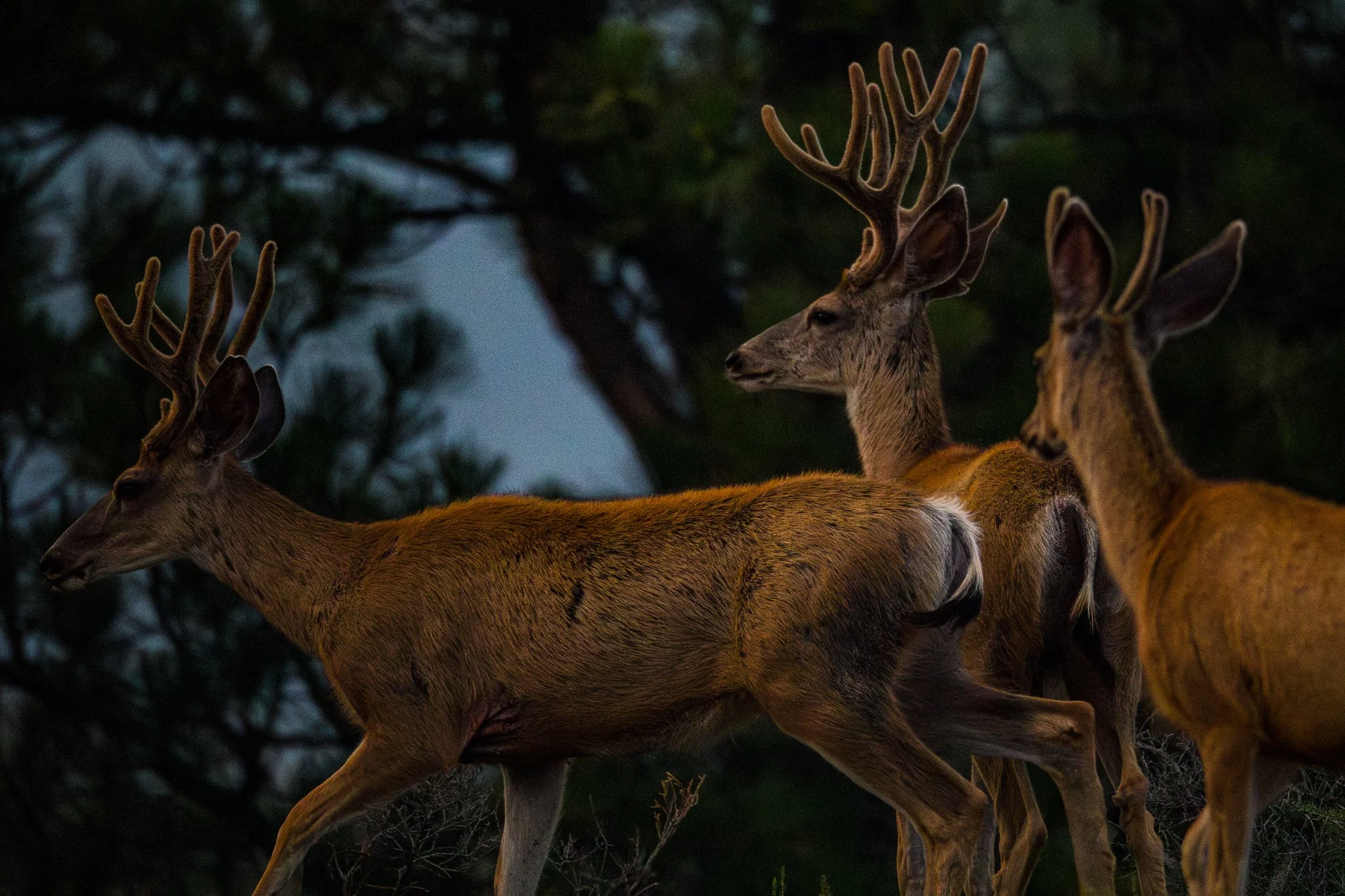 BPitmanPhotoSM-183 - Copy.jpg