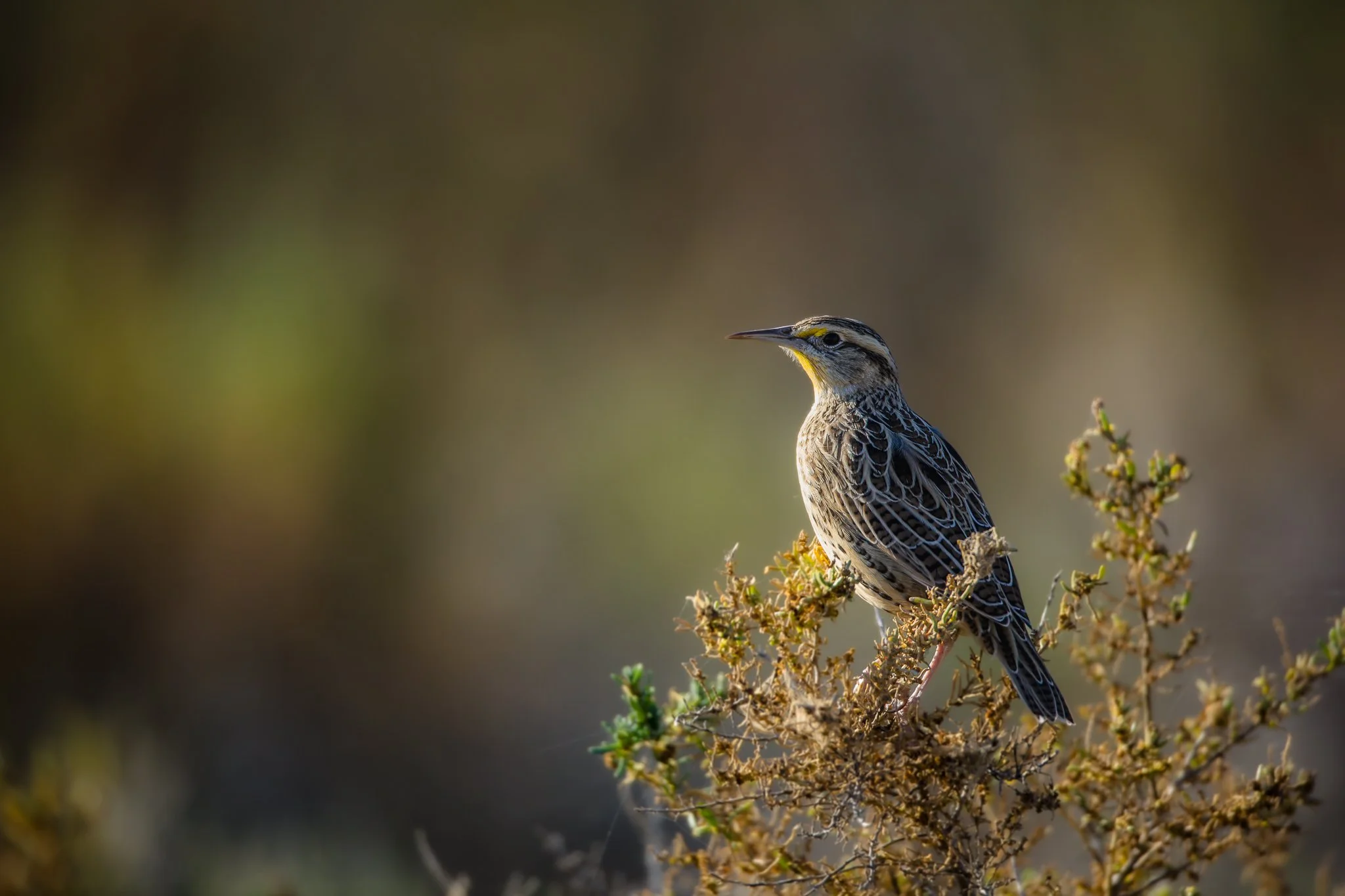 BPitmanPhotoSM-193 - Copy.jpg