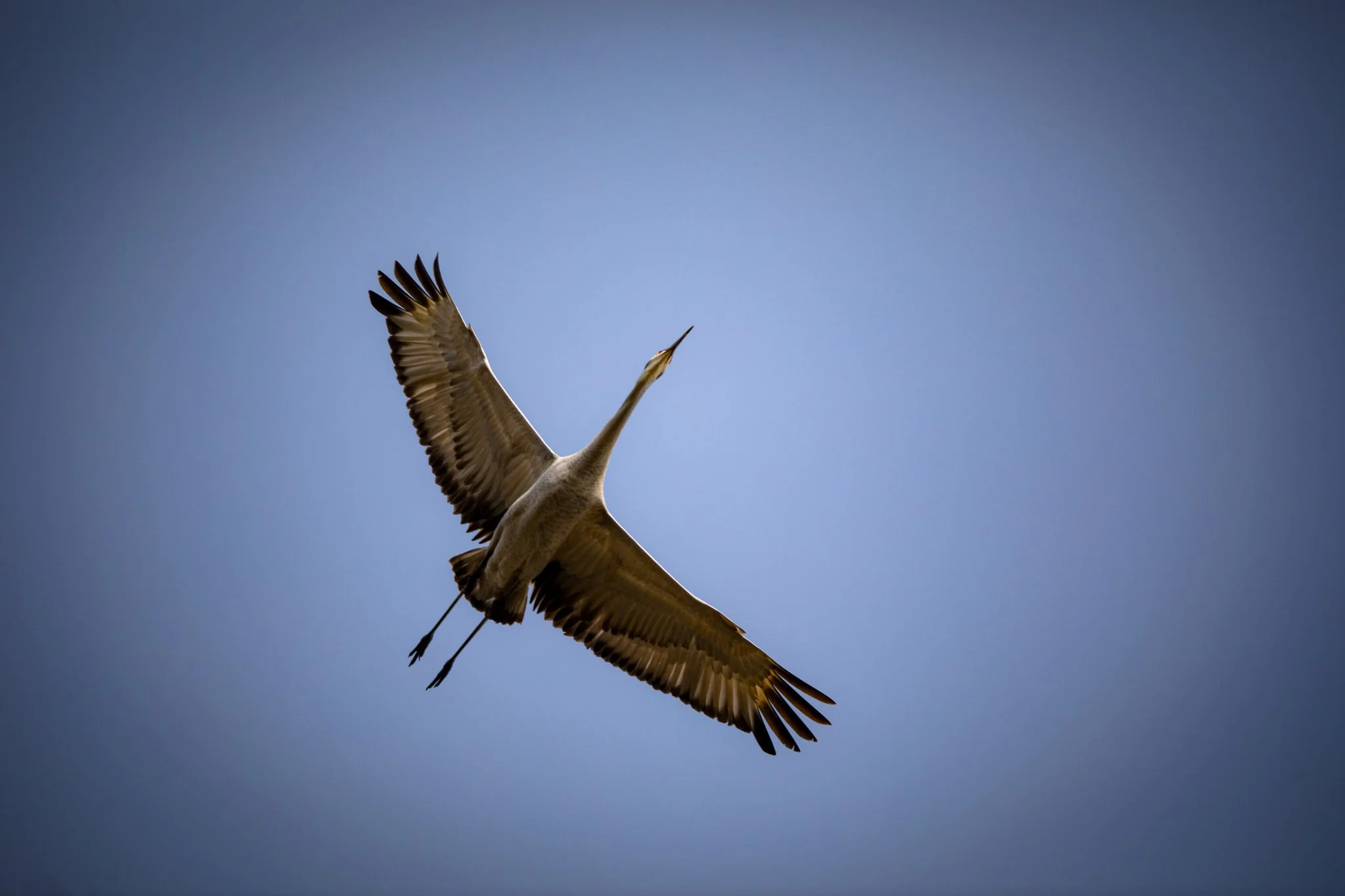 BPitmanPhotoSM-145 - Copy.jpg