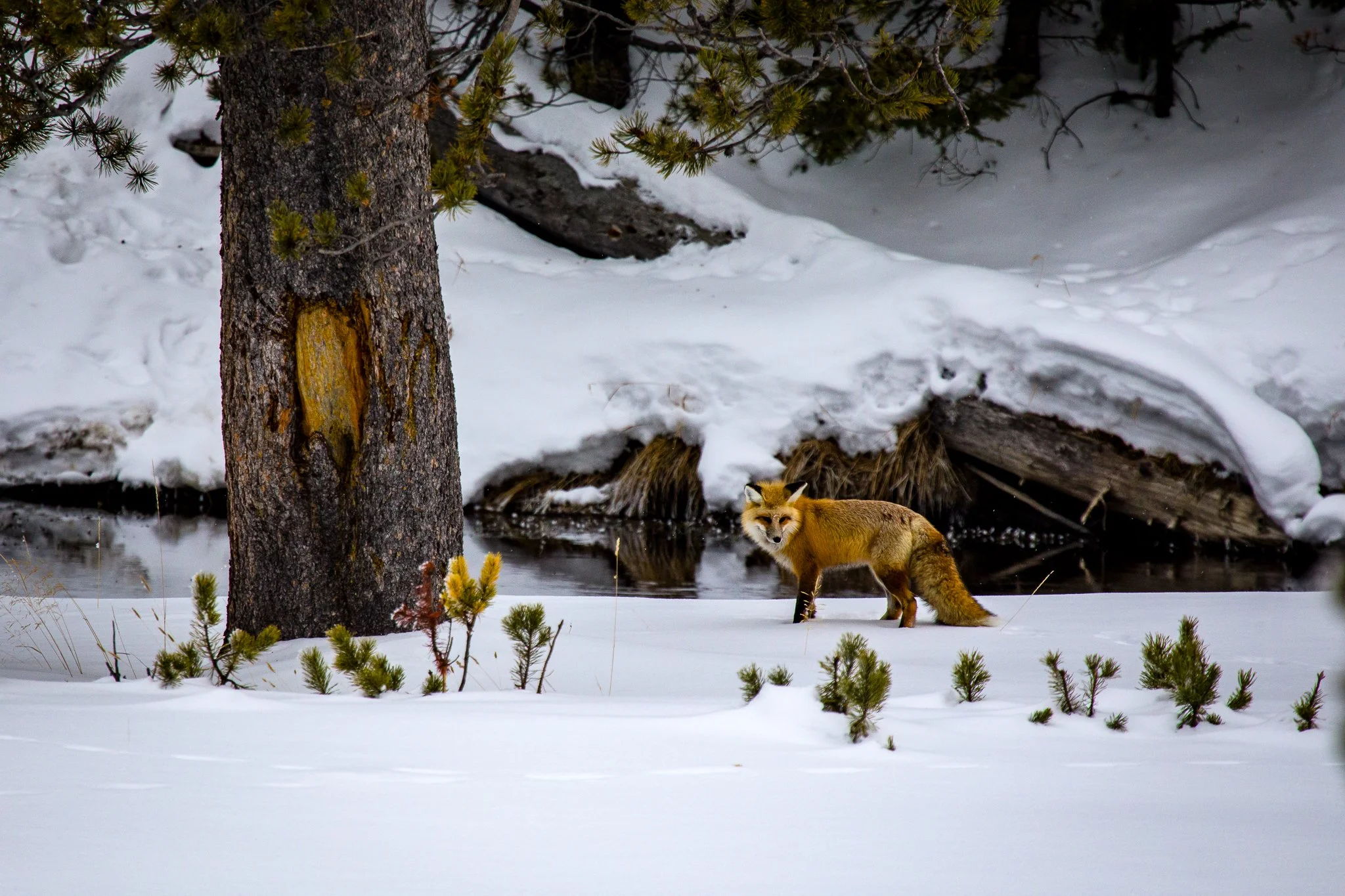 BPitmanPhotoSM-132 - Copy.jpg