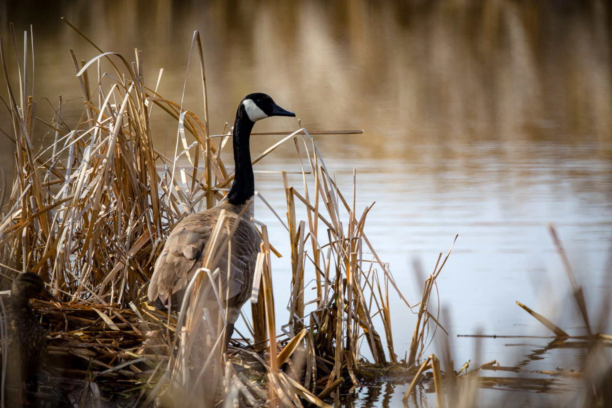 BPitmanPhotoSM-146 - Copy.jpg