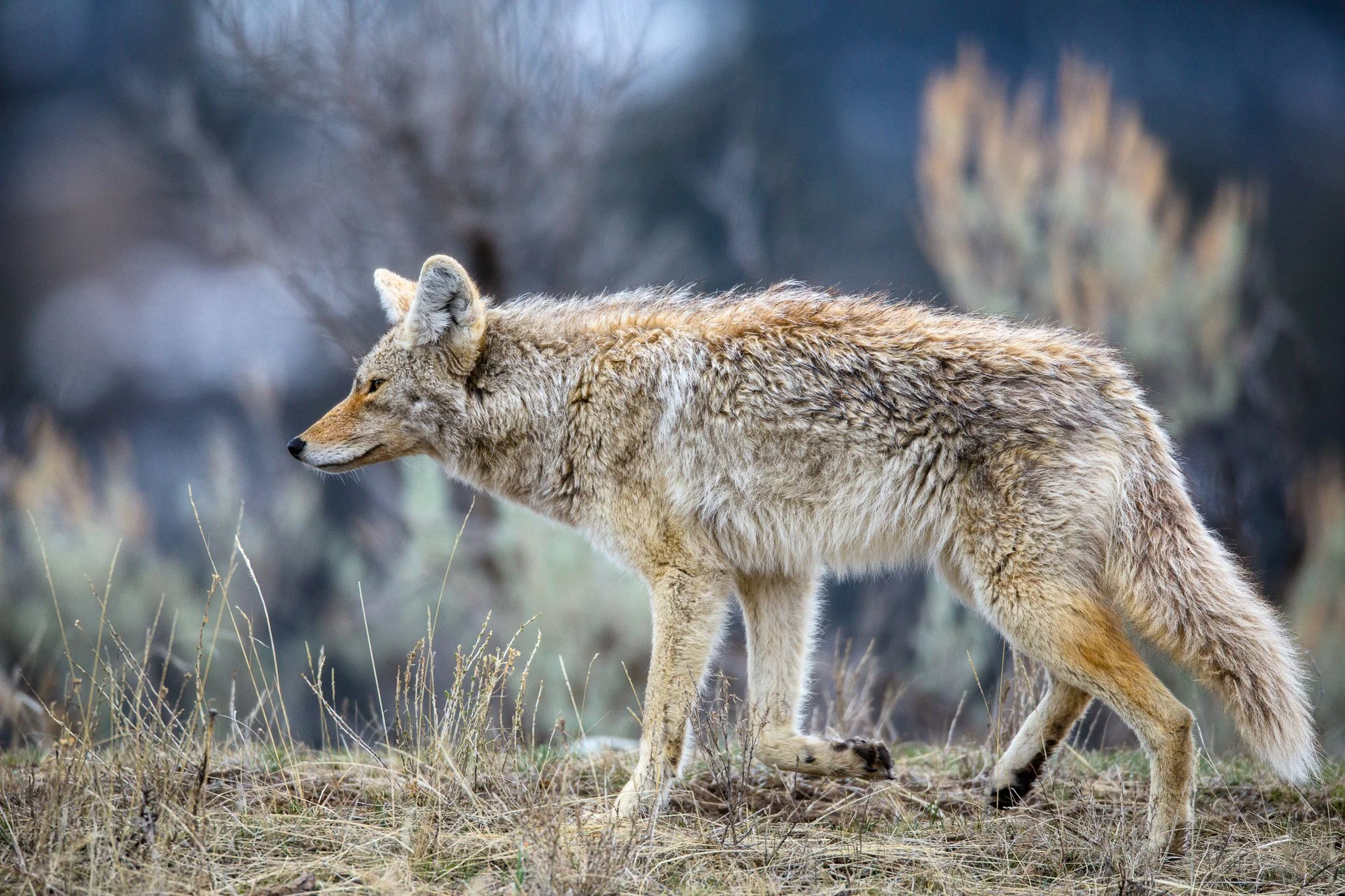 BPitmanPhotoSM-158 - Copy.jpg