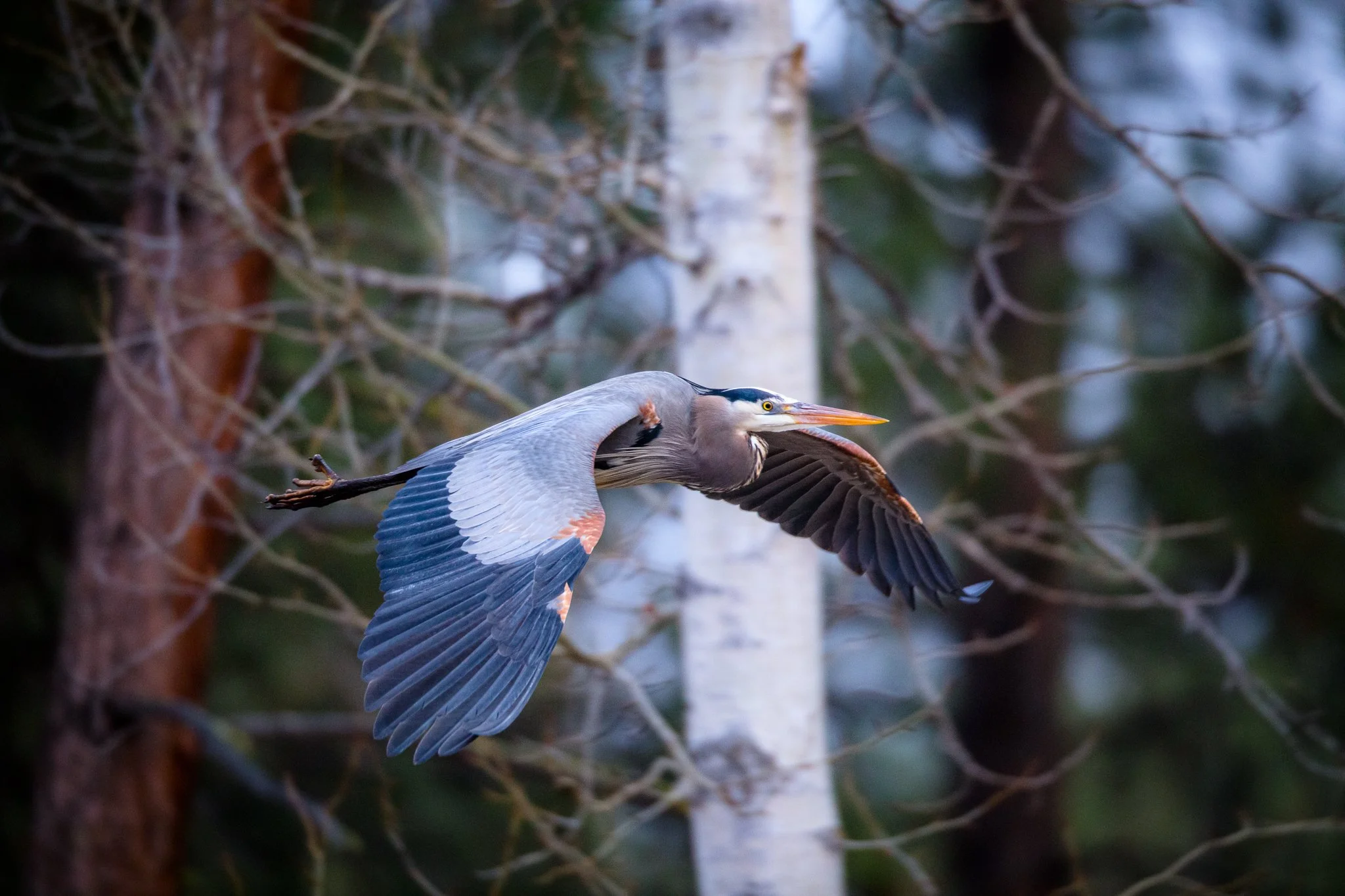 BPitmanPhotoSM-137 - Copy.jpg