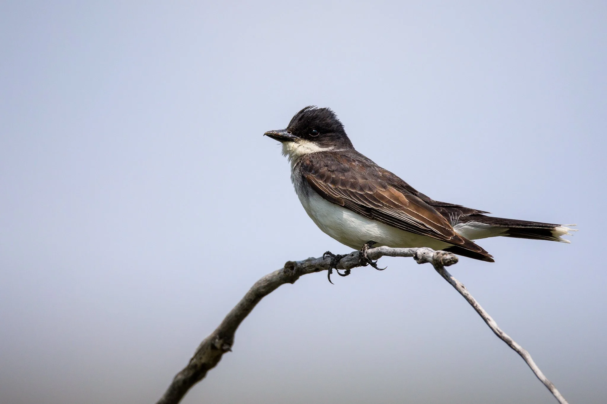 BPitmanPhotoSM-179 - Copy.jpg