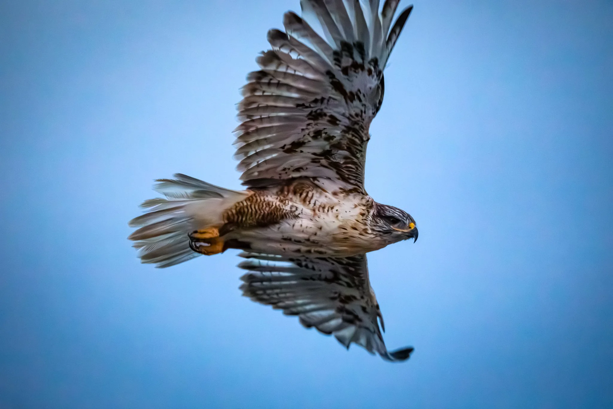 BPitmanPhotoSM-189 - Copy.jpg