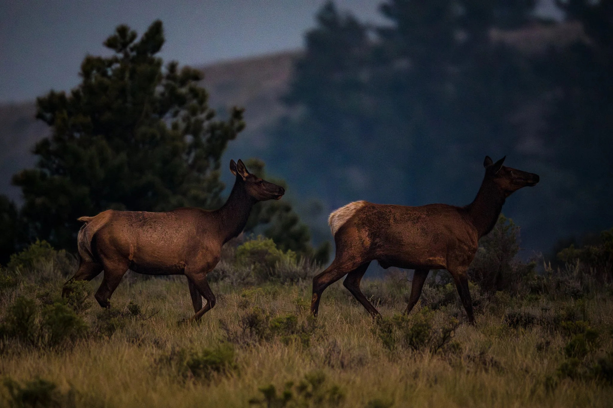 BPitmanPhotoSM-185 - Copy.jpg