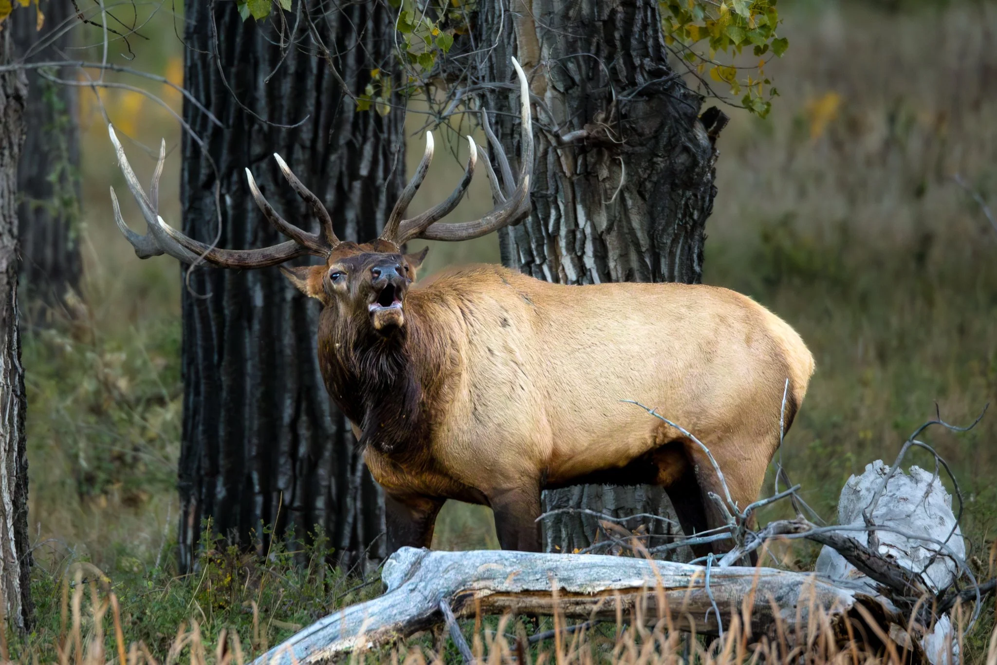 BPitmanPhotoSM-190 - Copy.jpg