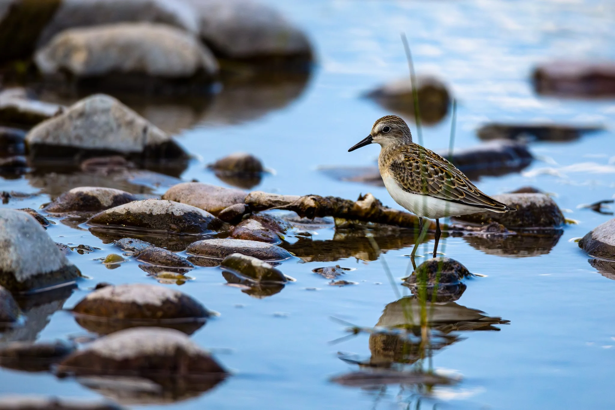 BPitmanPhotoSM-177 - Copy.jpg