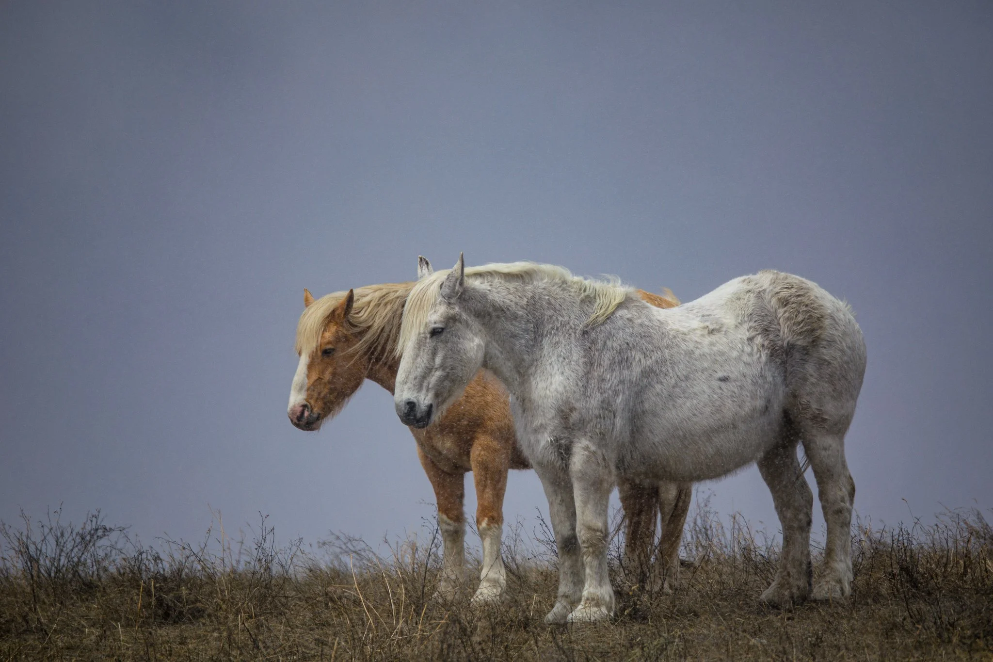 BPitmanPhotoSM-150 - Copy.jpg