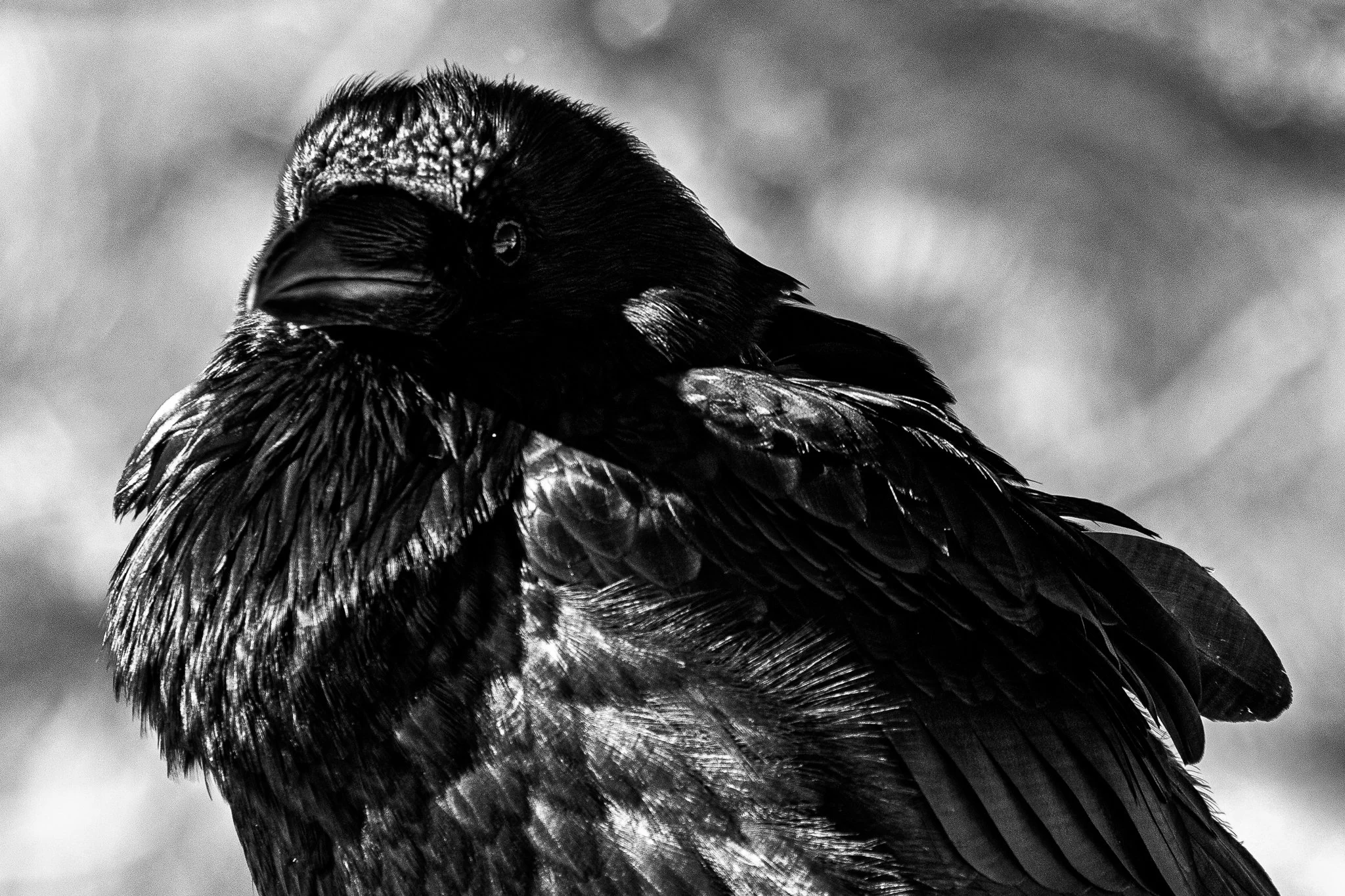 BPitmanPhotoSM-130 - Copy.jpg