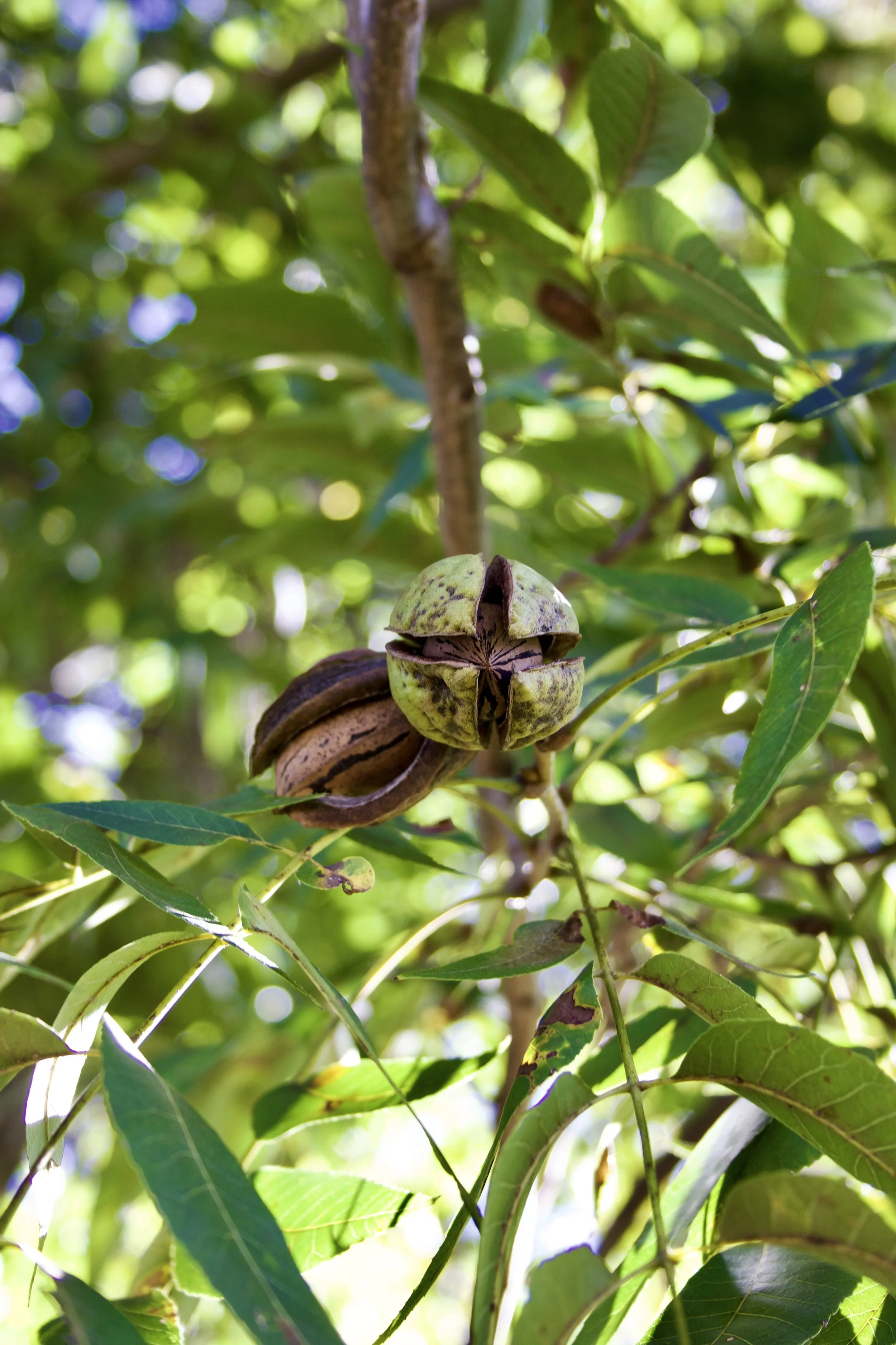 Littlepage.Farm.Pecan.Tree.jpeg