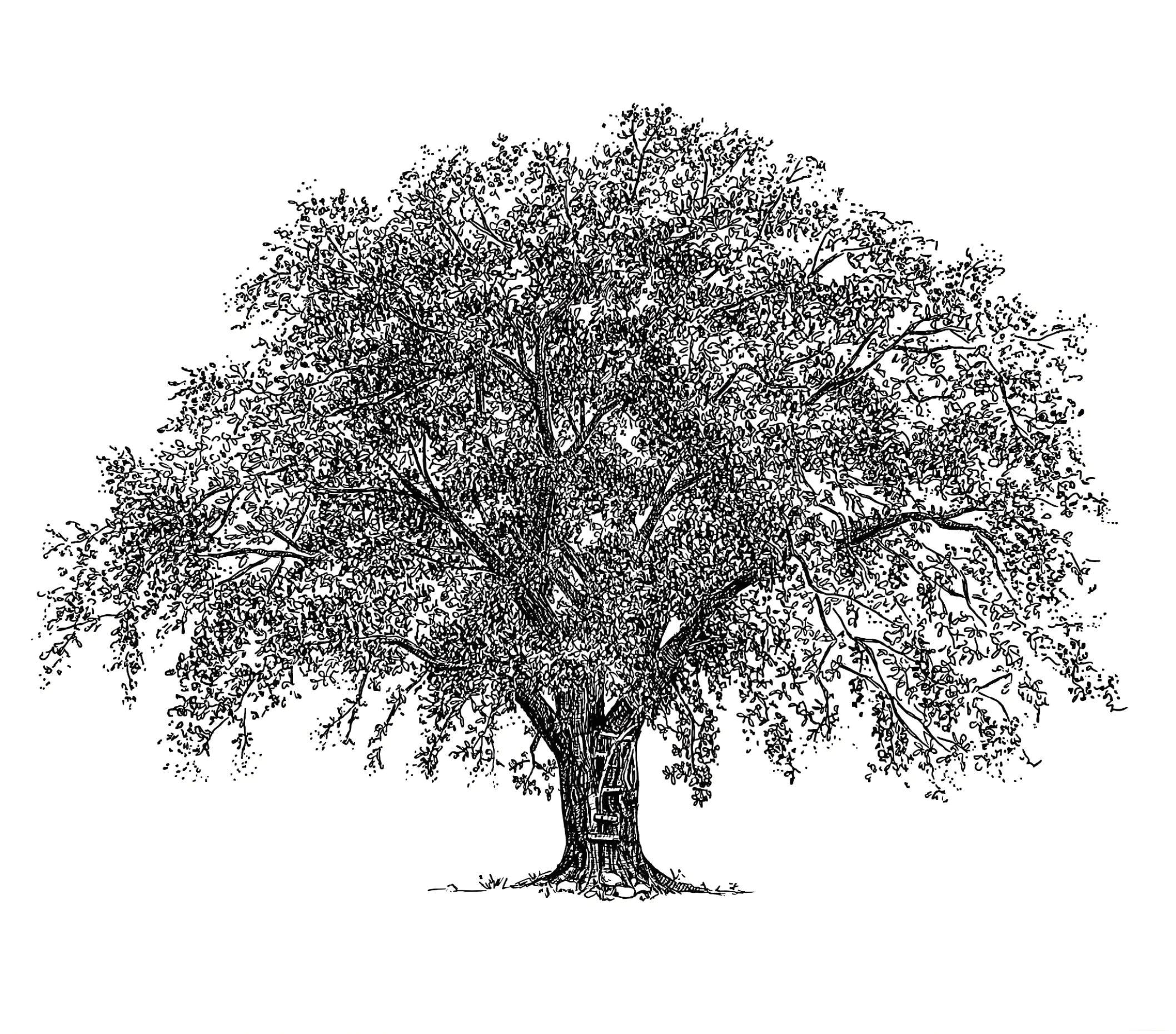 Black and white drawing of a large tree with dense branches and leaves, a sturdy trunk, and a ladder leaning against it.