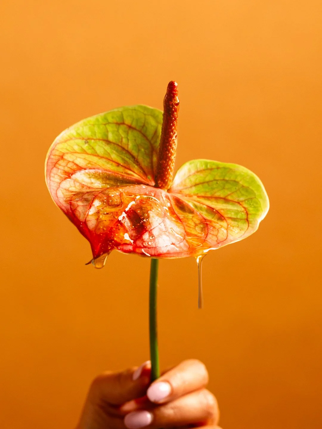 A hand holding an anthurium flower with orange background
