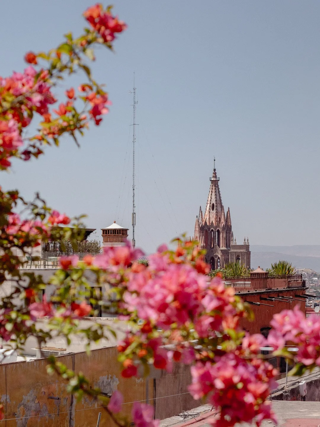 Pink flowers in the foreground with a church steeple and a tall communication tower in the background under a clear blue sky.