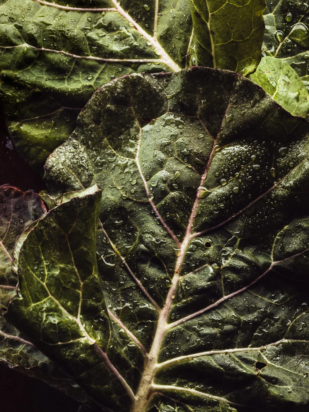 Close-up of dark green leaves with water droplets, showing prominent veins and textured surface.