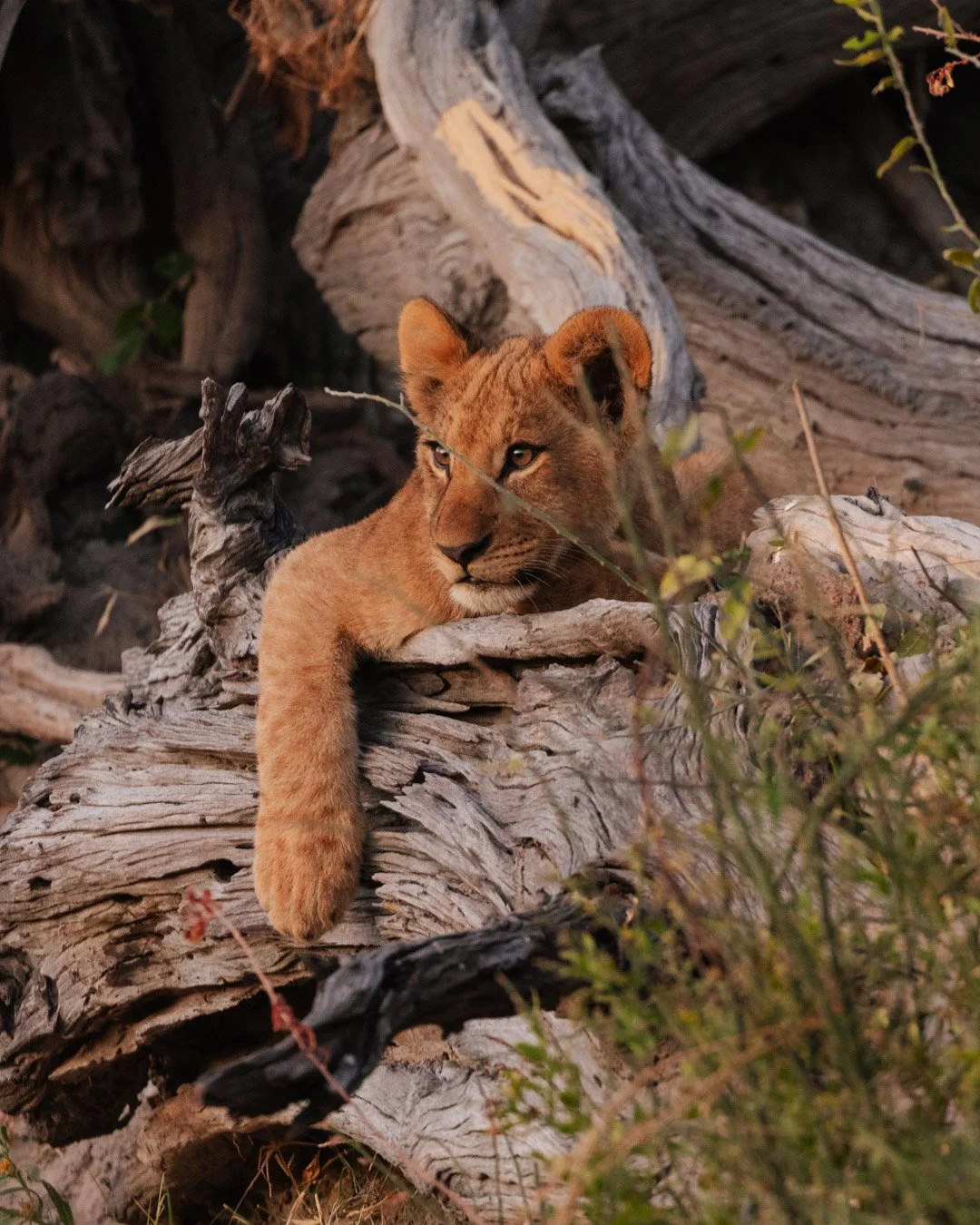 A young lion cub resting on a large piece of weathered driftwood with dry branches and foliage around, in a natural outdoor setting.