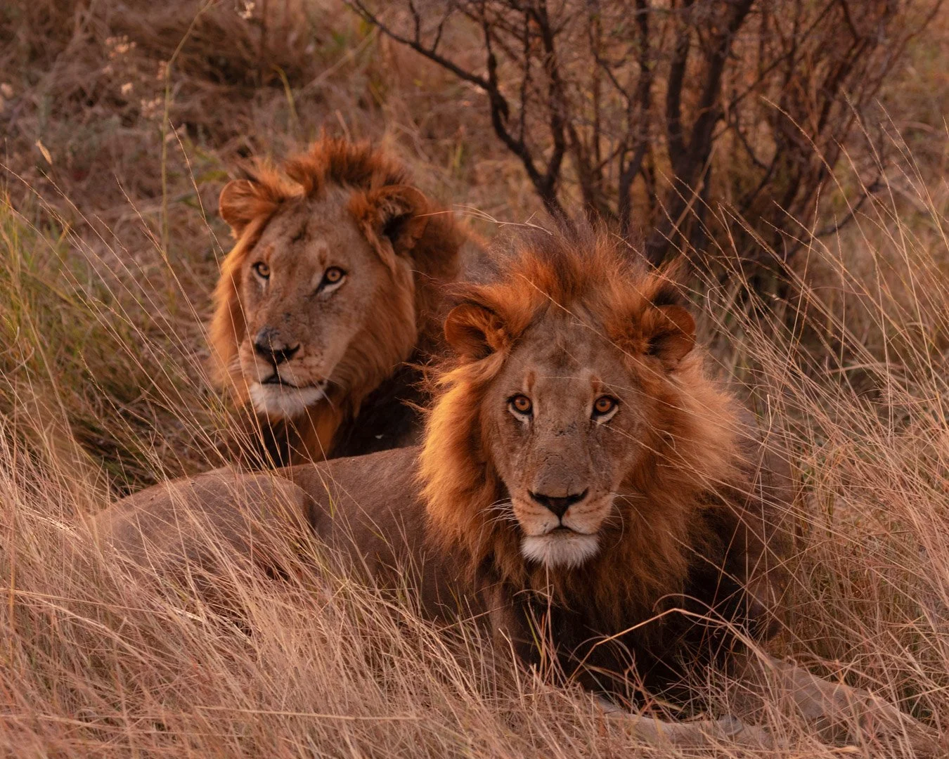 Two lions resting in tall grass in a savannah landscape.
