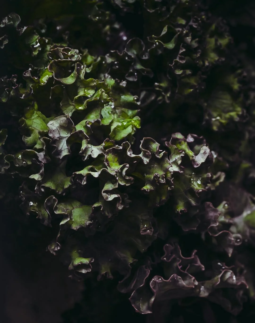 Close-up of dark green curly kale leaves with water droplets.