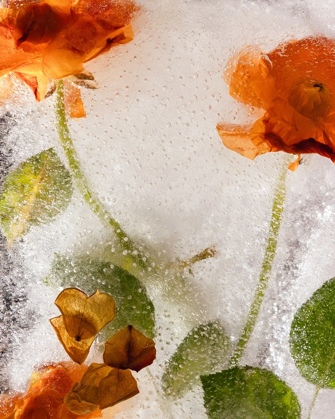 Life in Ice