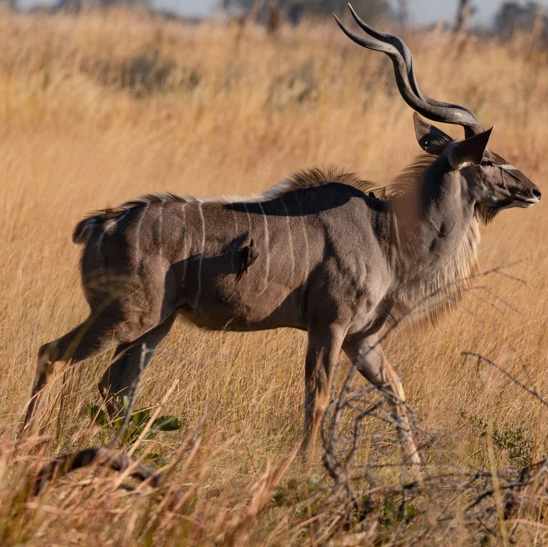 A large antelope with long twisted horns running through a grassy field.