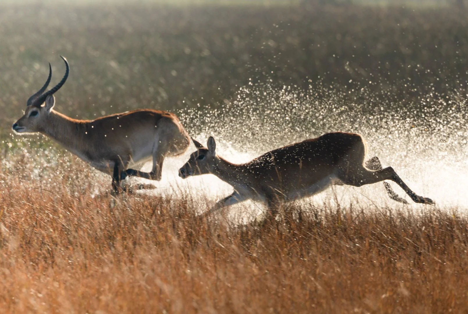 Two gazelles running through a grassy plain with water splashing around them in a natural habitat during daylight.