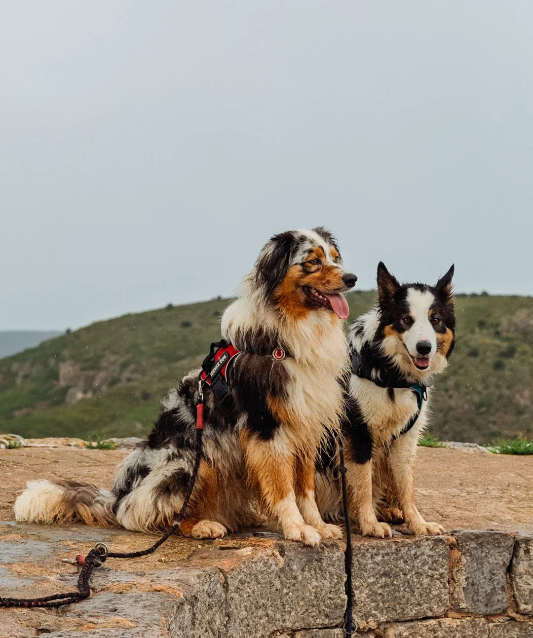 Two Australian Shepherd dogs sitting on a stone ledge outdoors with green hills in the background.