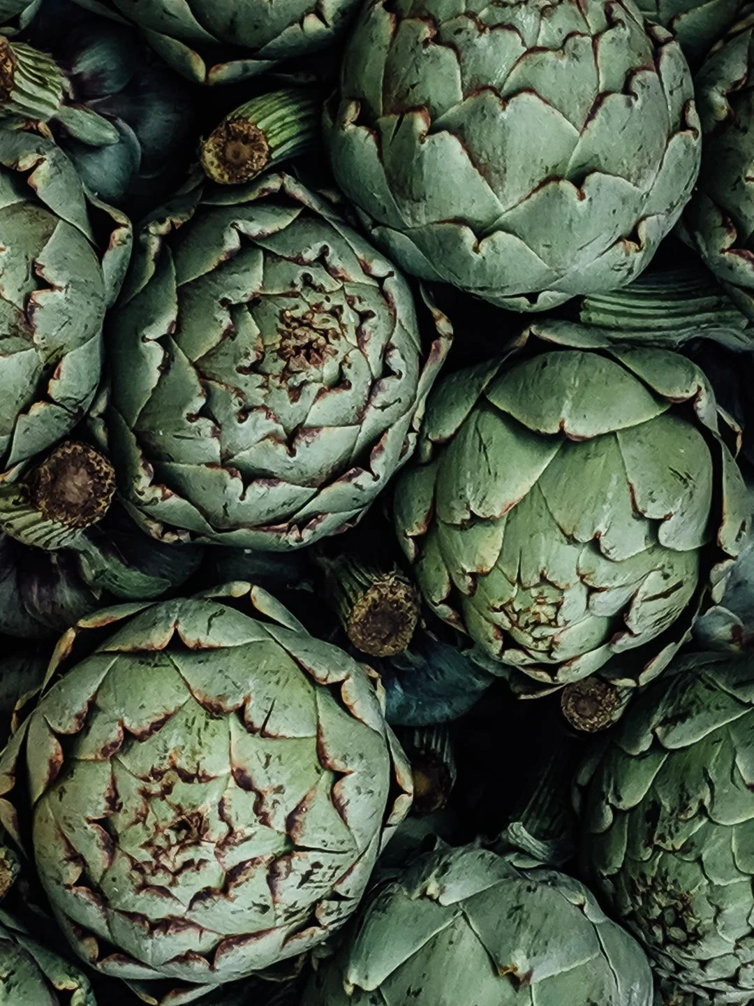 A close-up photo of several fresh green artichokes, showing their tightly packed leaves and purple-tipped edges.